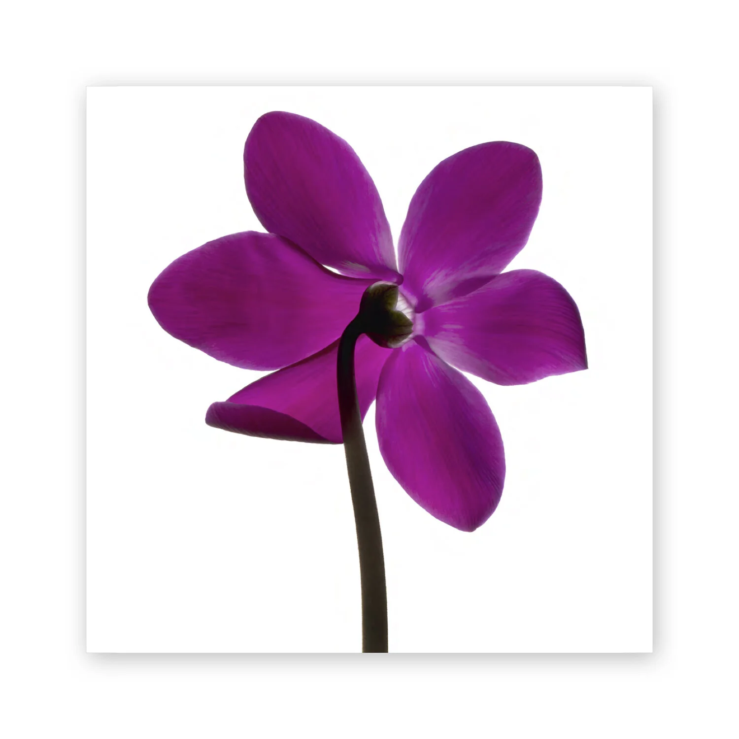 Botanical W 66