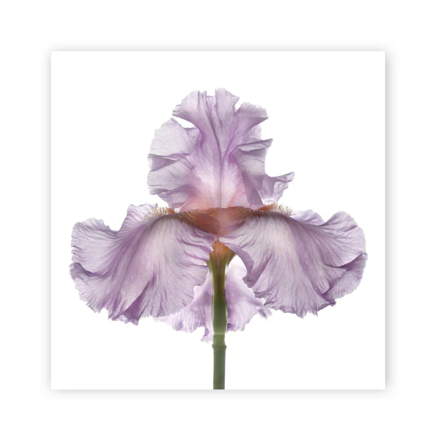 Botanical W 70