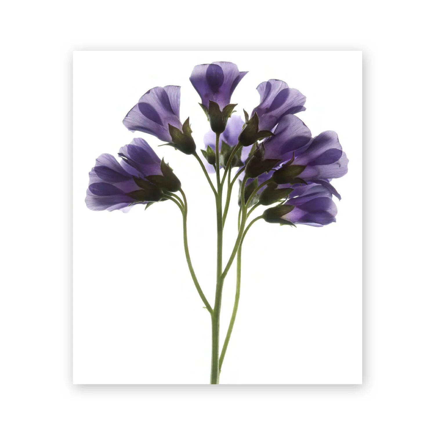 Botanical W 86