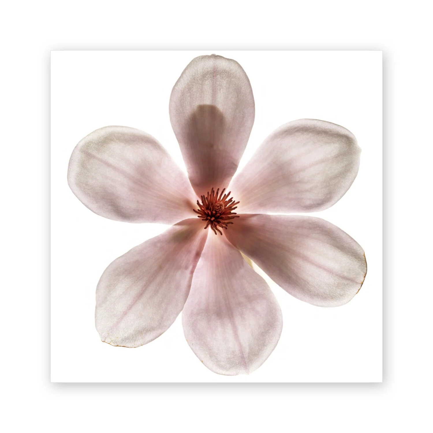 Botanical W 49