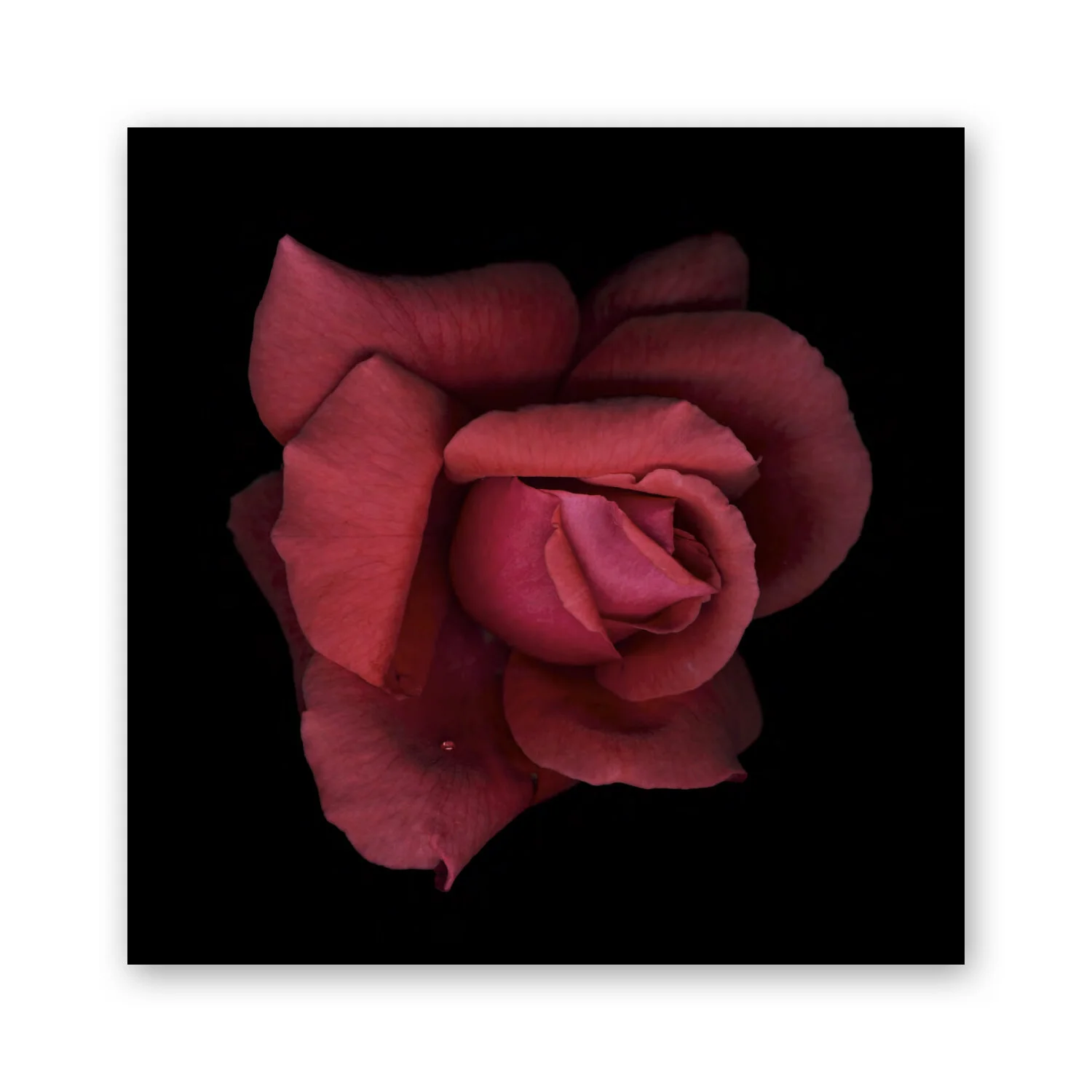 Botanical B 19