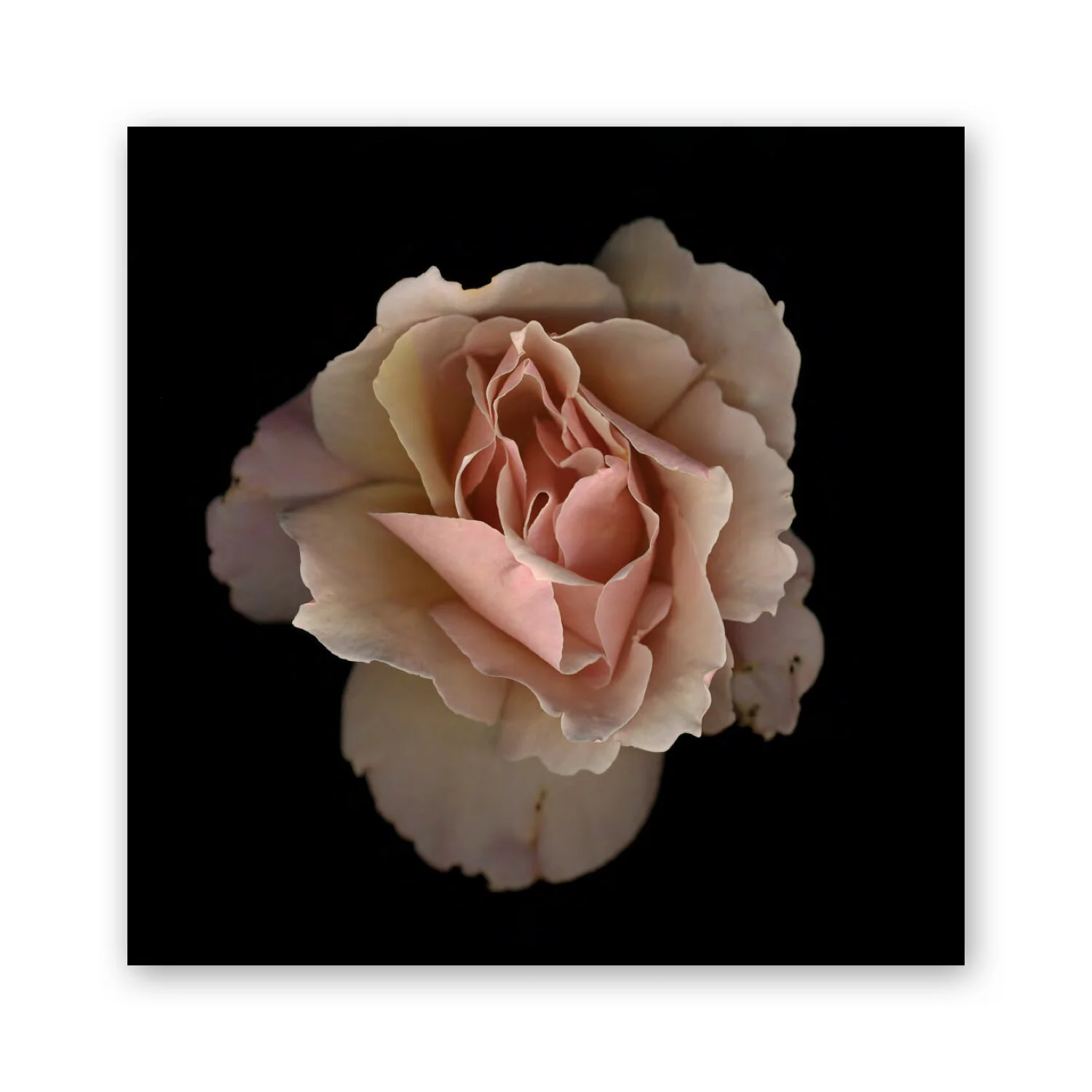 Botanical B 33