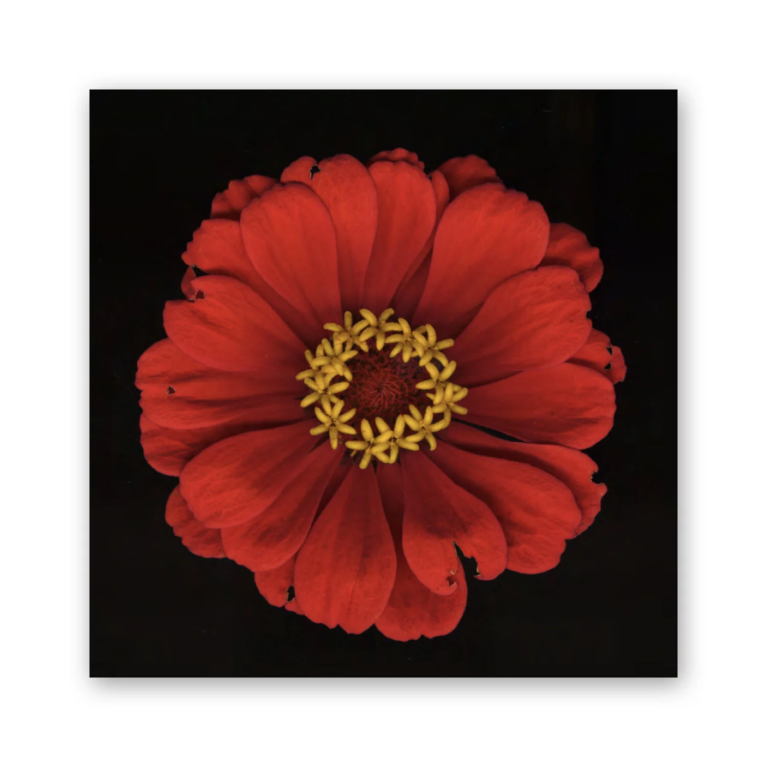 Botanical B 34