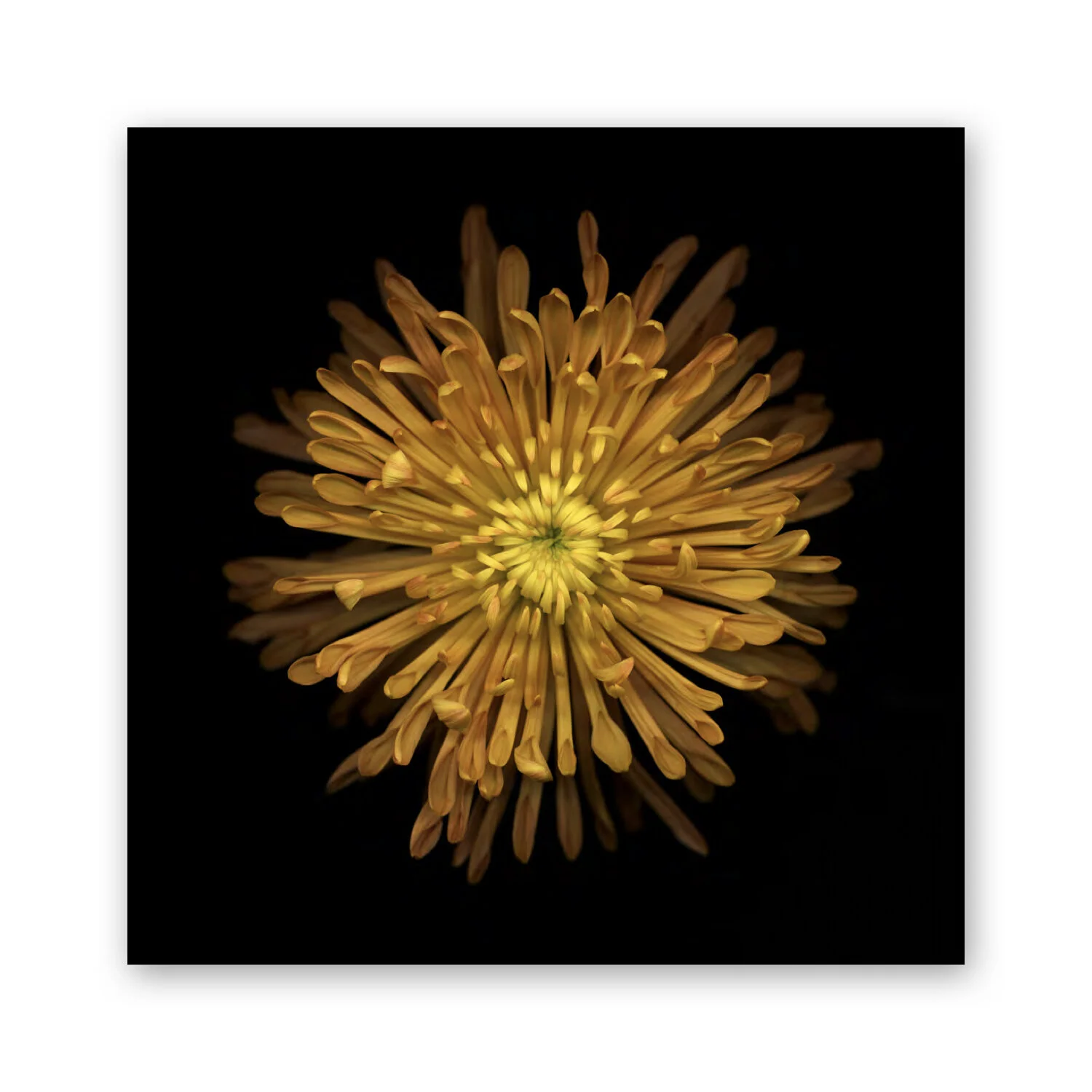 Botanical B 41