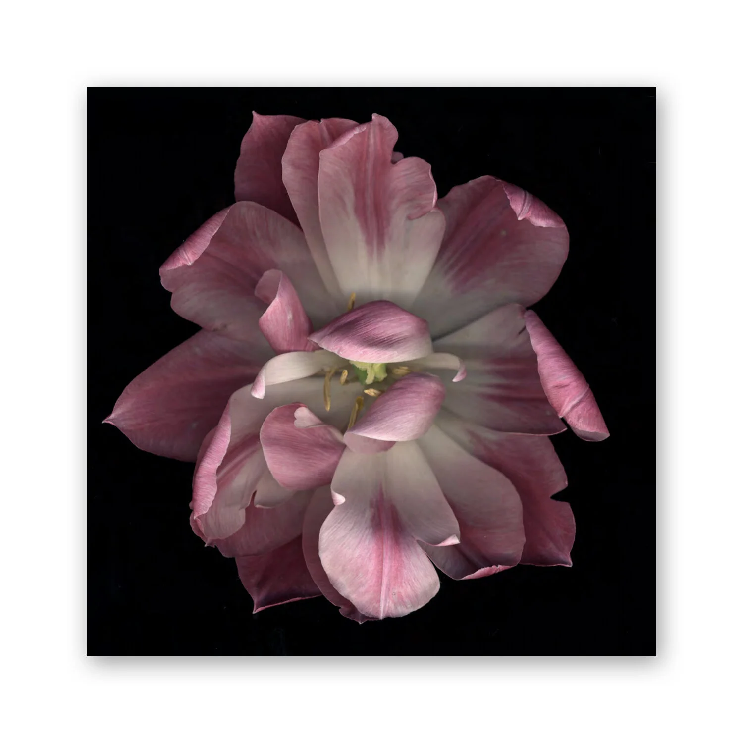 Botanical B 46