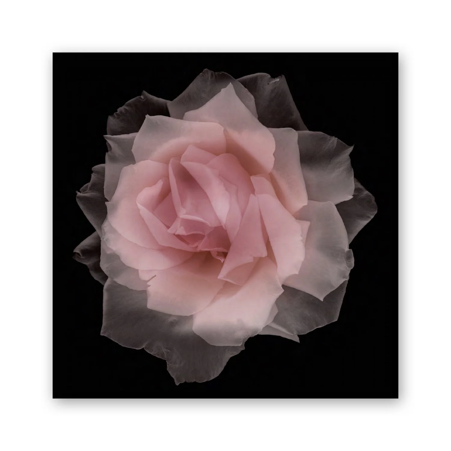 Botanical B 53