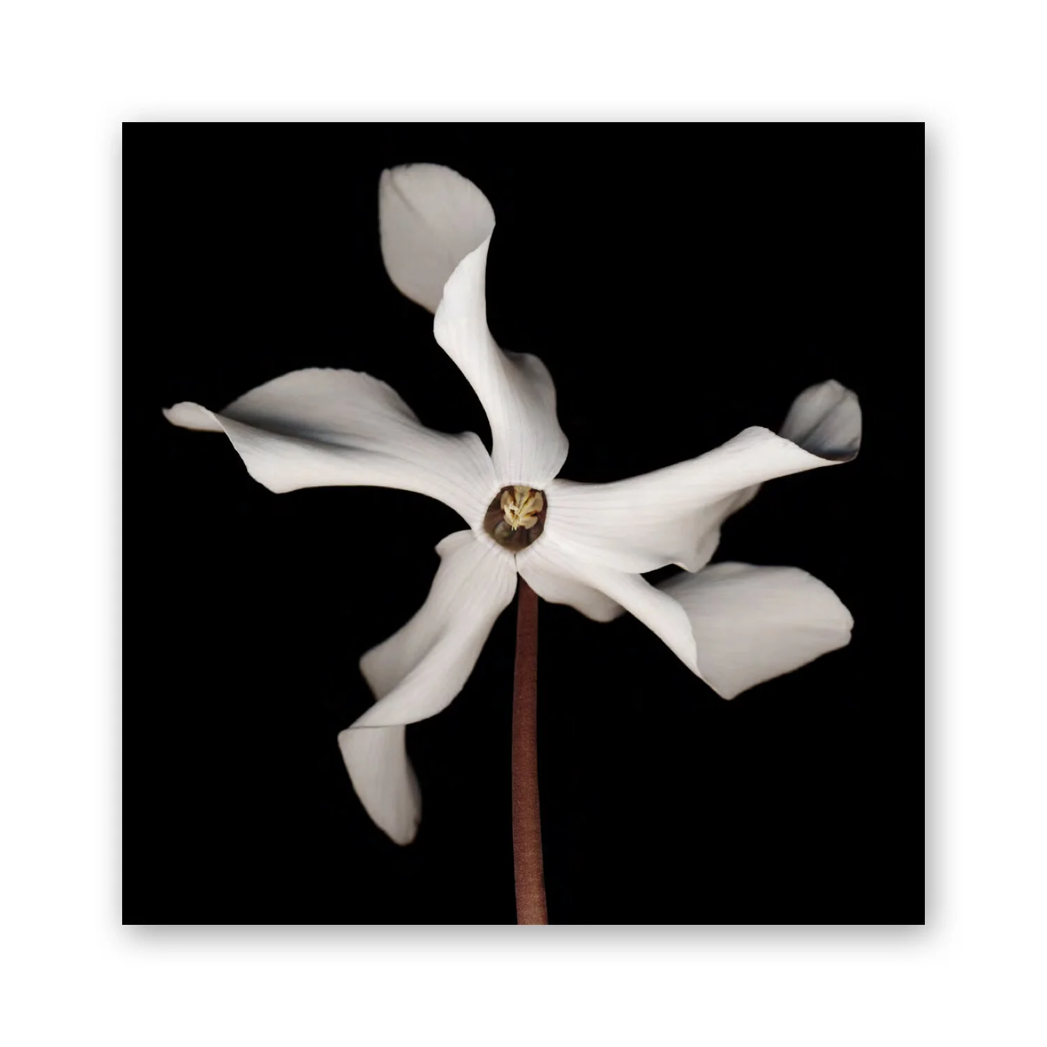 Botanical B 57