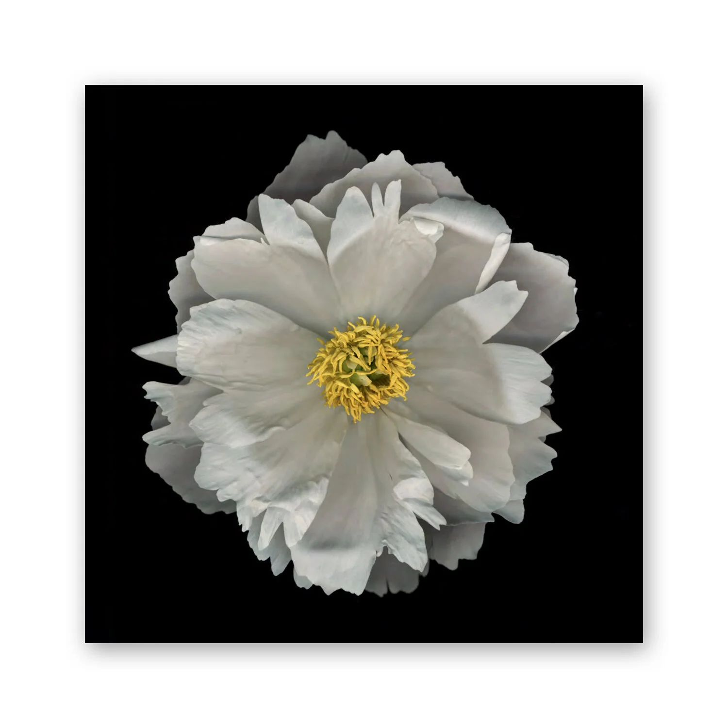 Botanical B 60