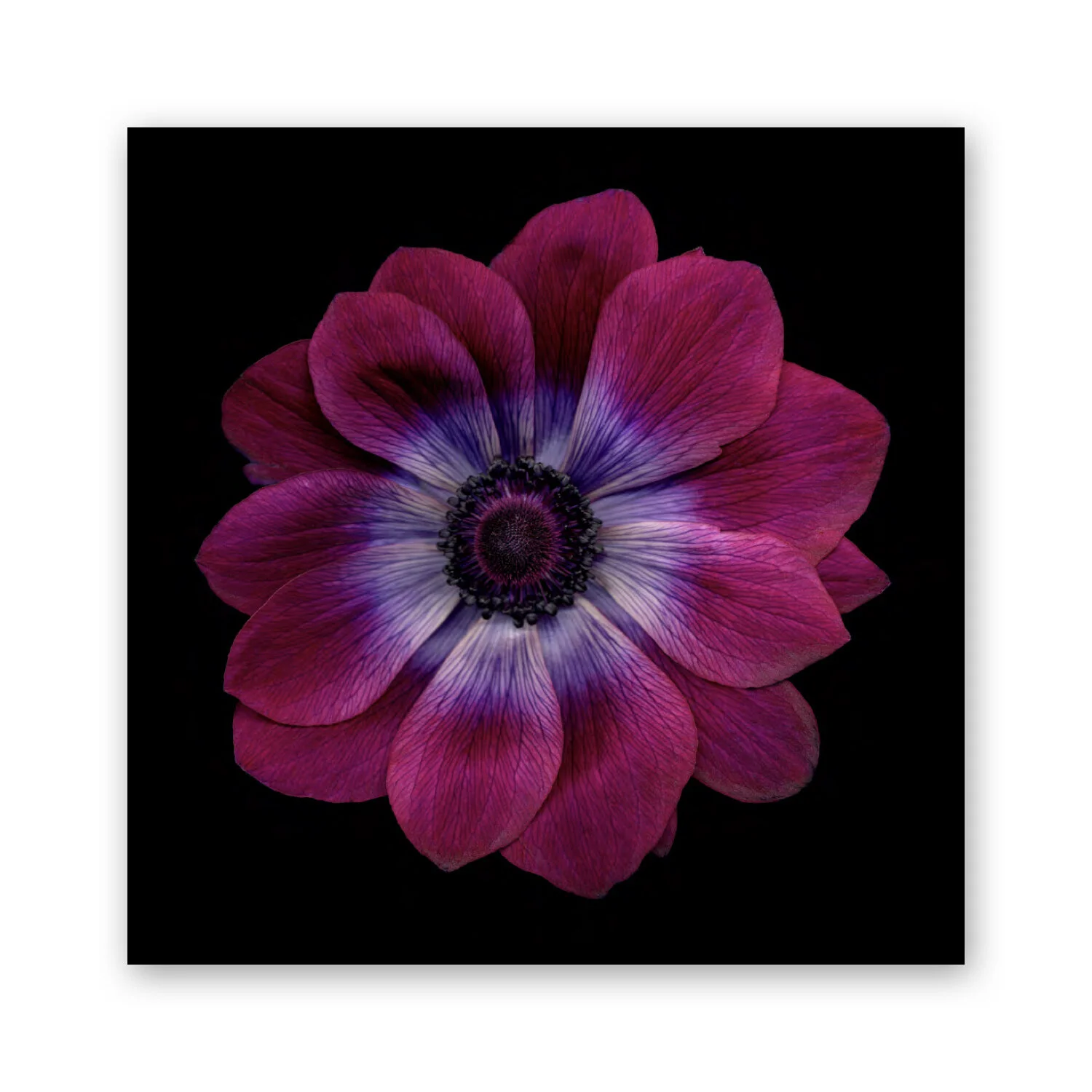 Botanical B 61