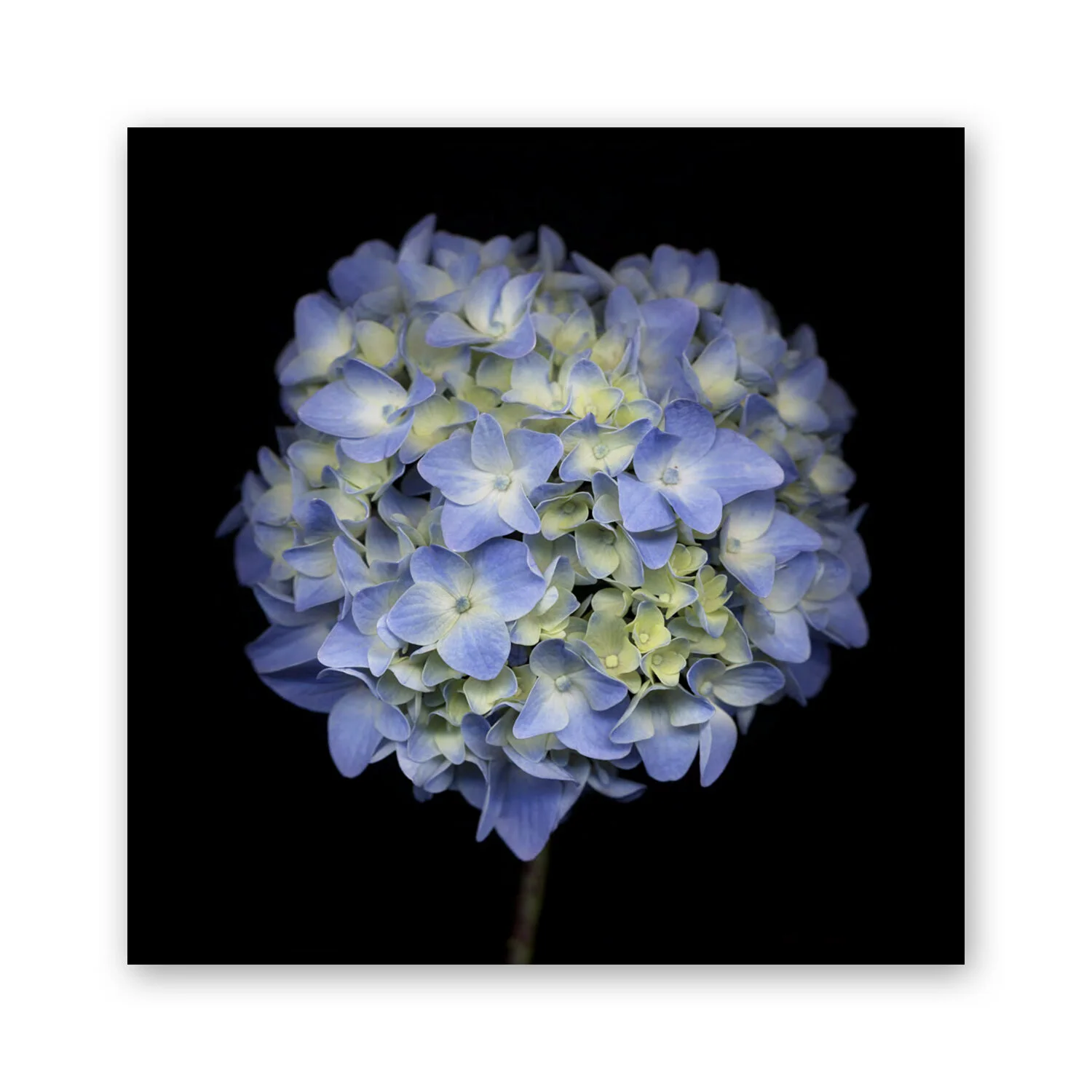 Botanical B 66
