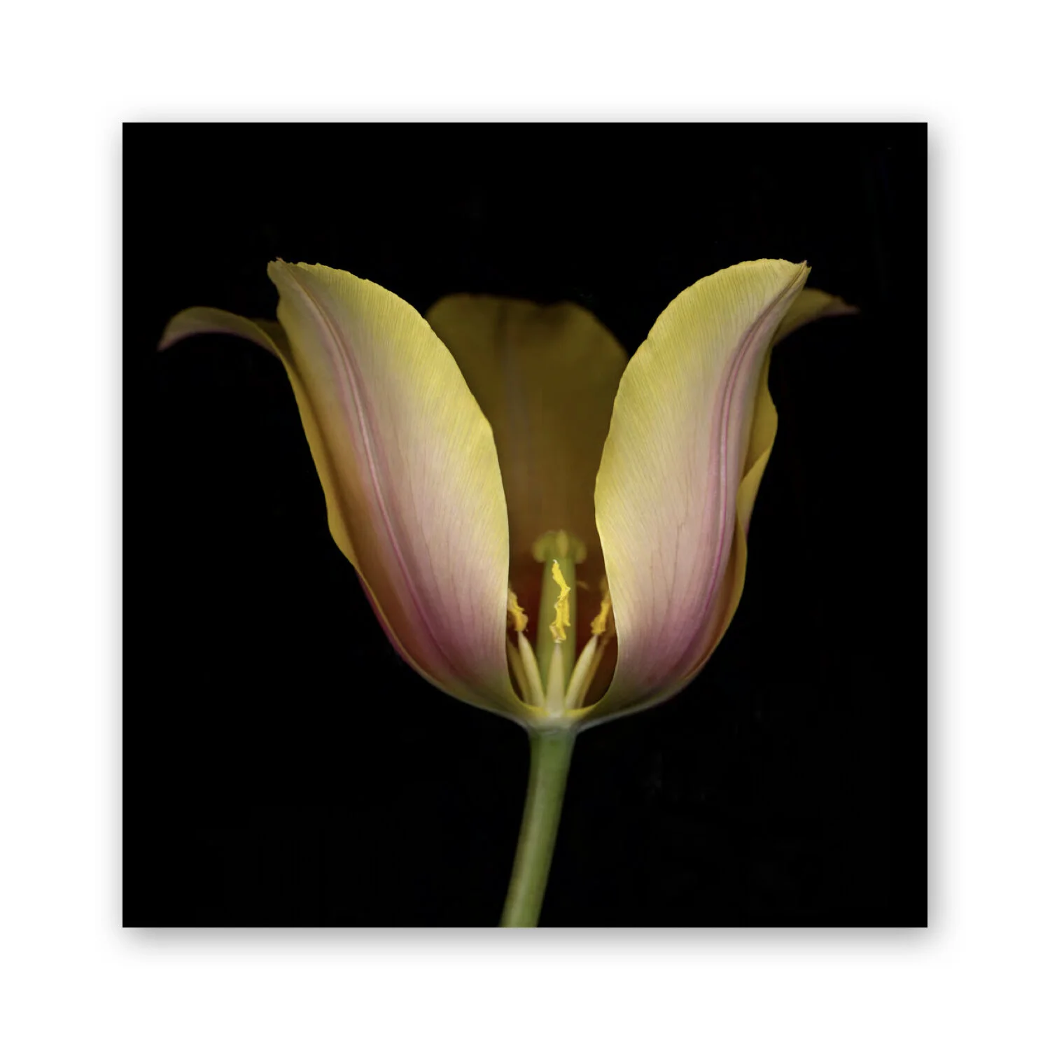 Botanical B 68