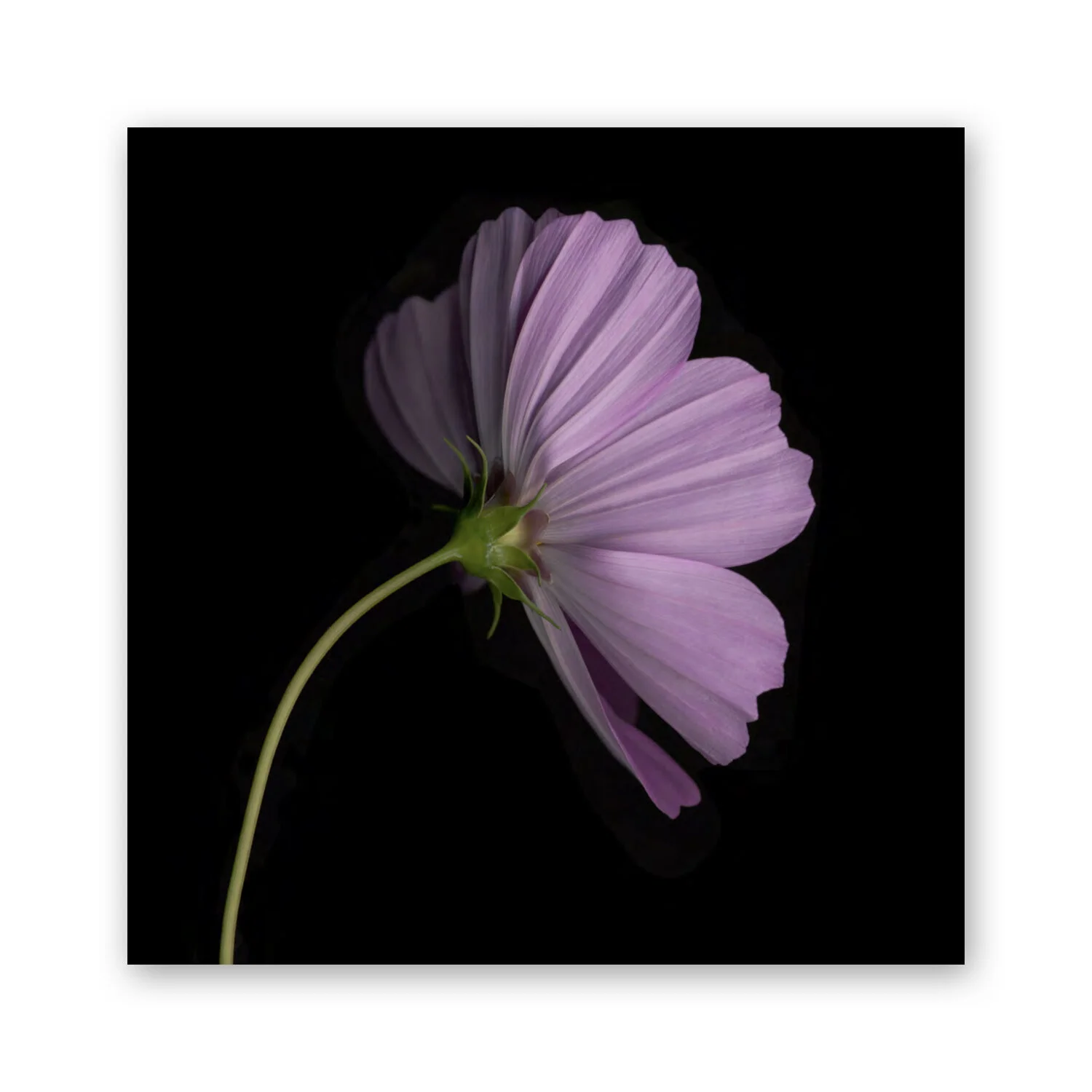 Botanical B 84