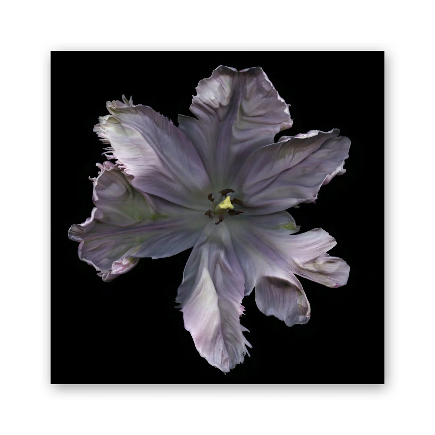 Botanical B 86