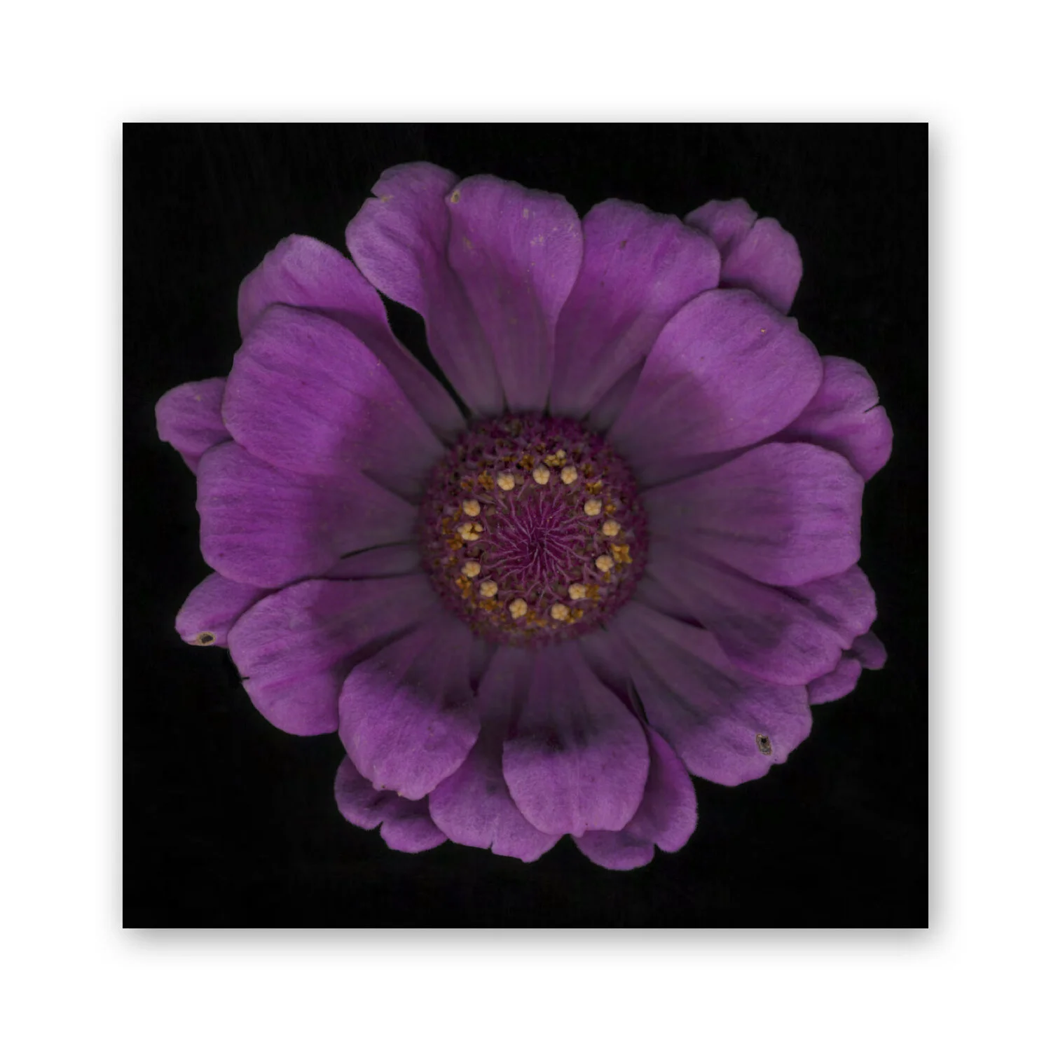 Botanical B 04