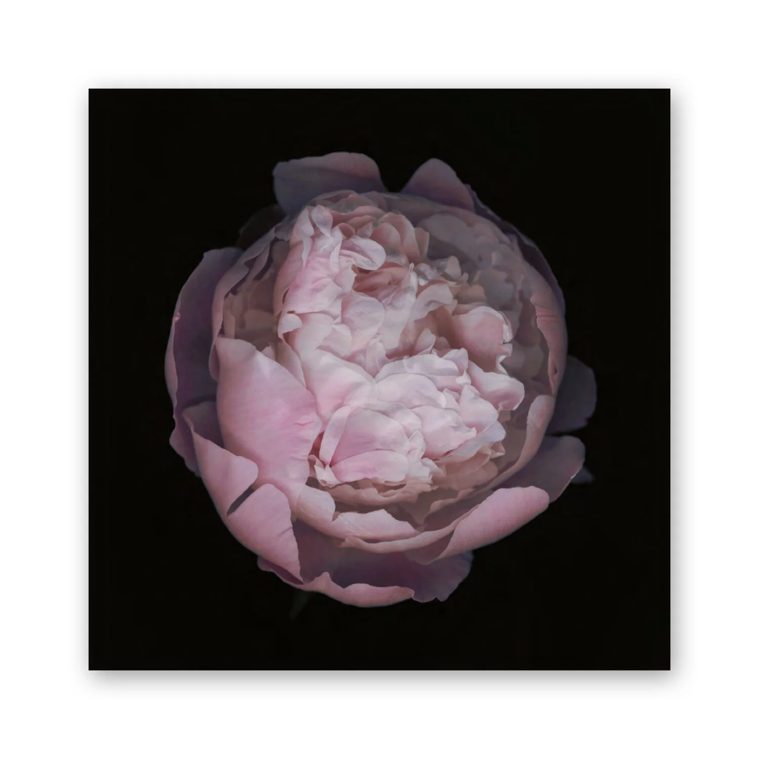 Botanical B 42