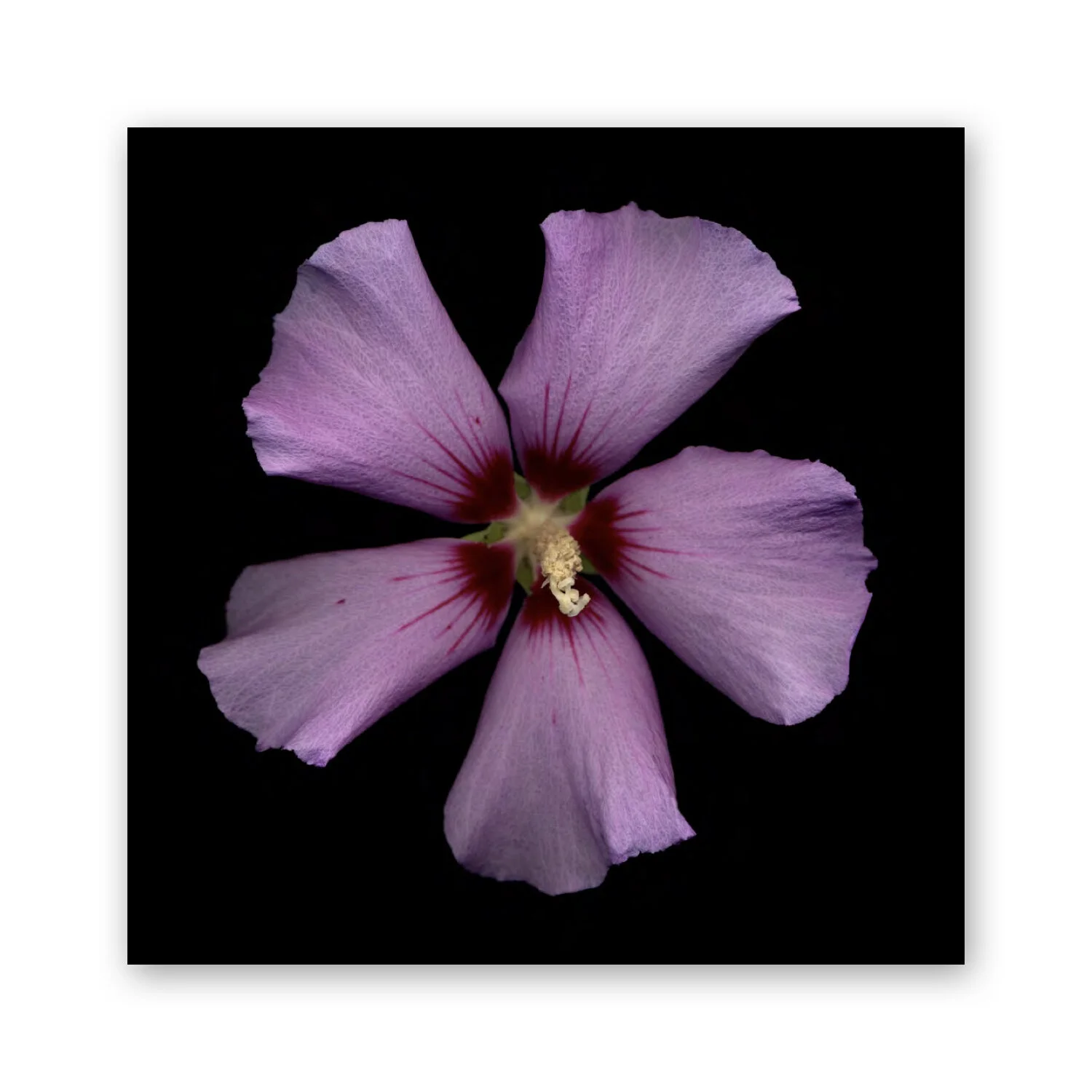 Botanical B 54