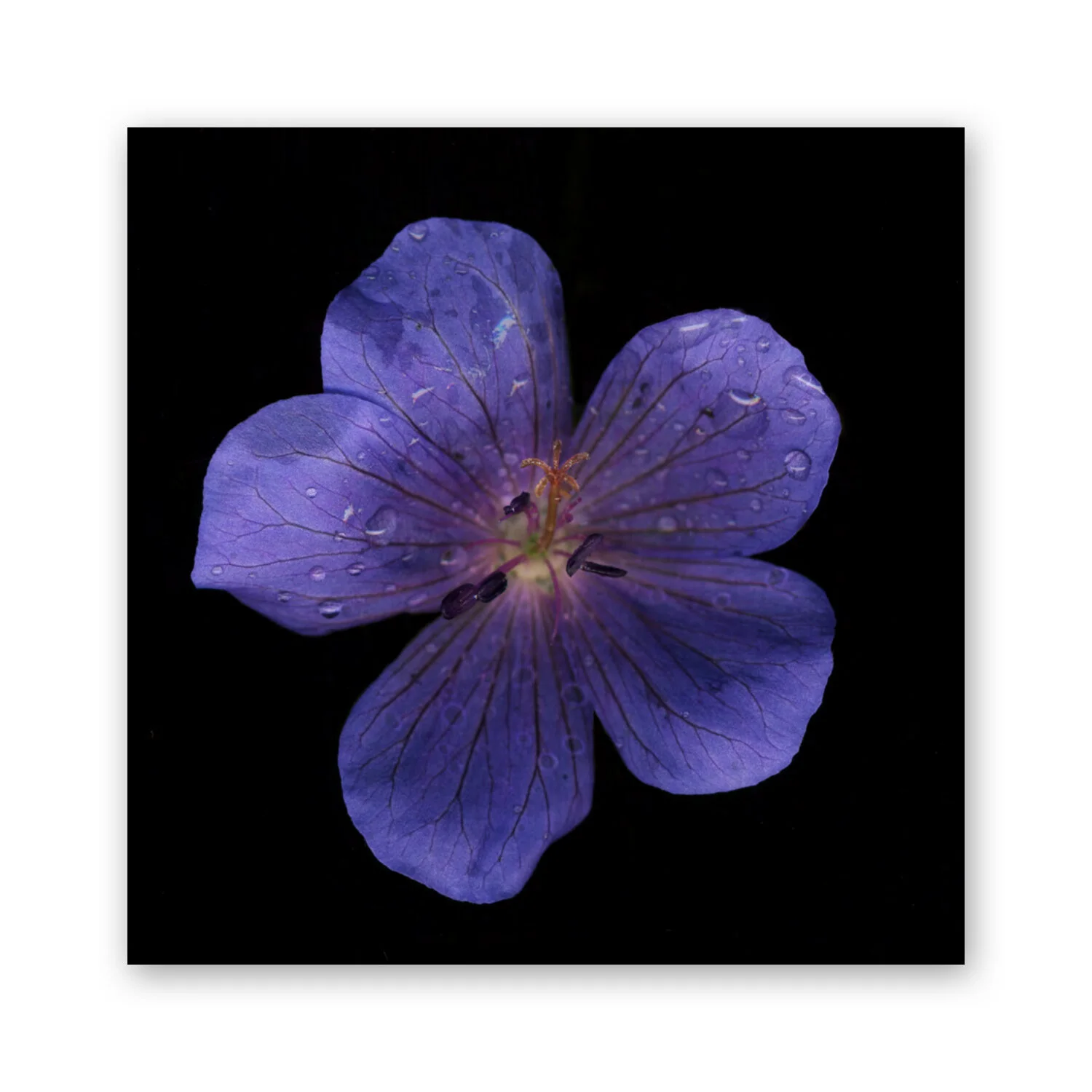 Botanical B 75