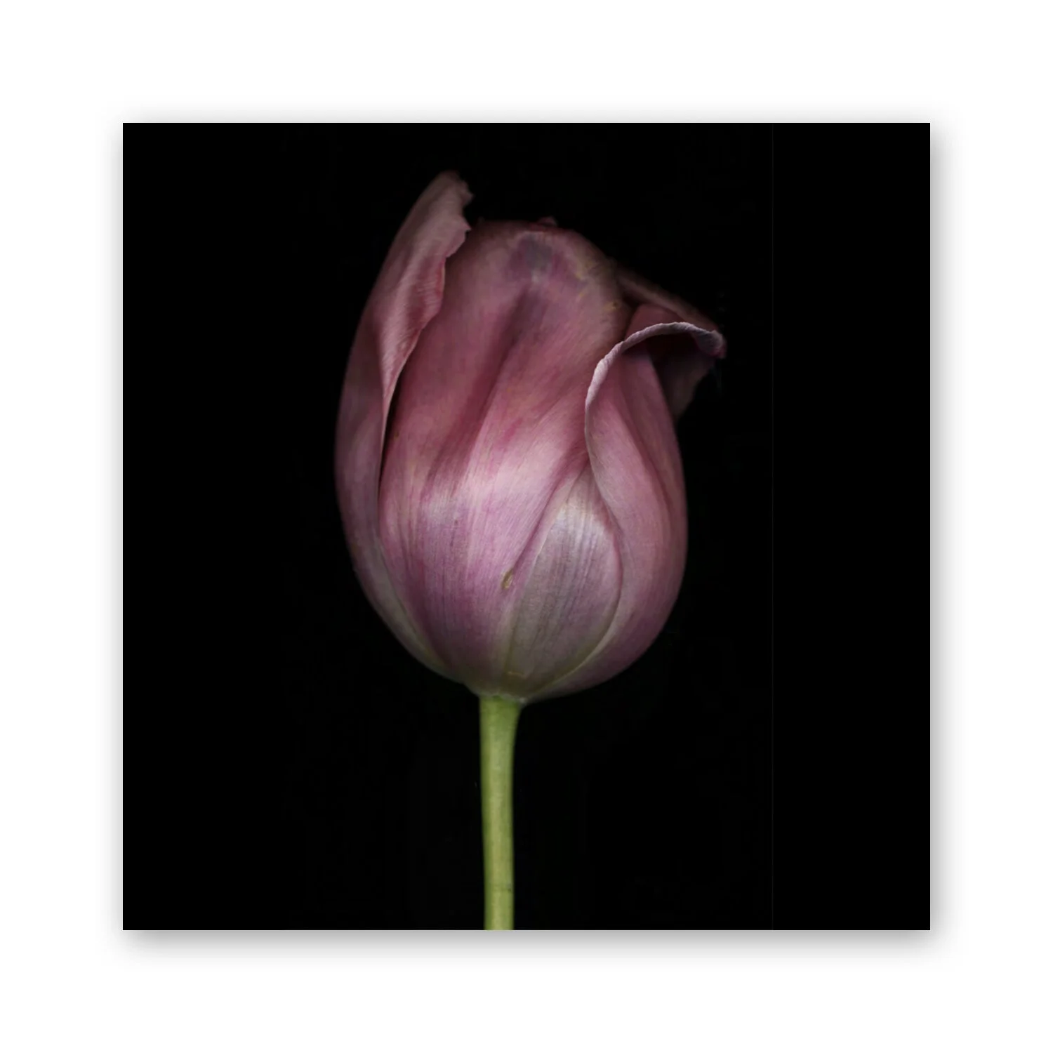 Botanical B 76