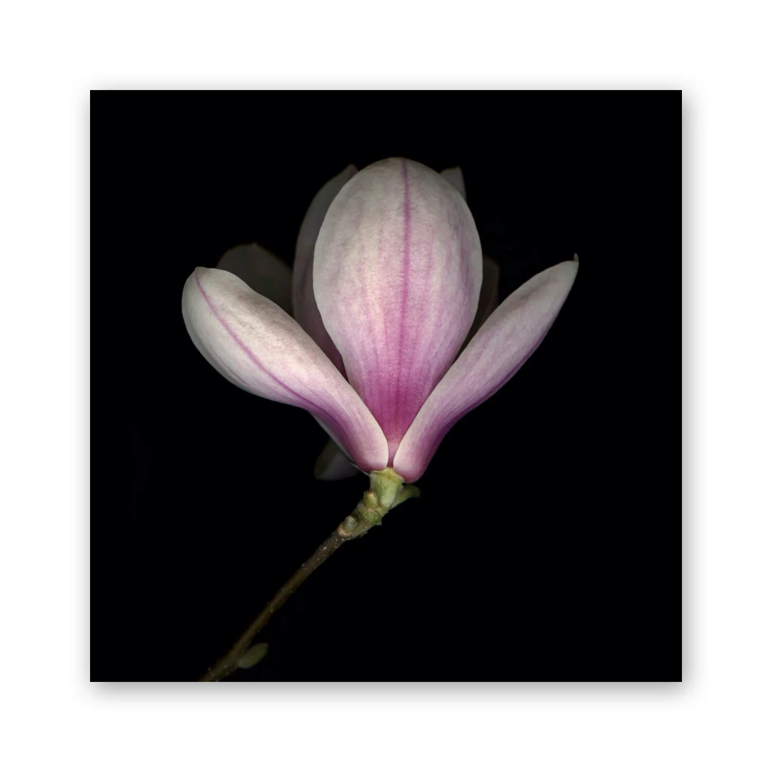 Botanical B 88