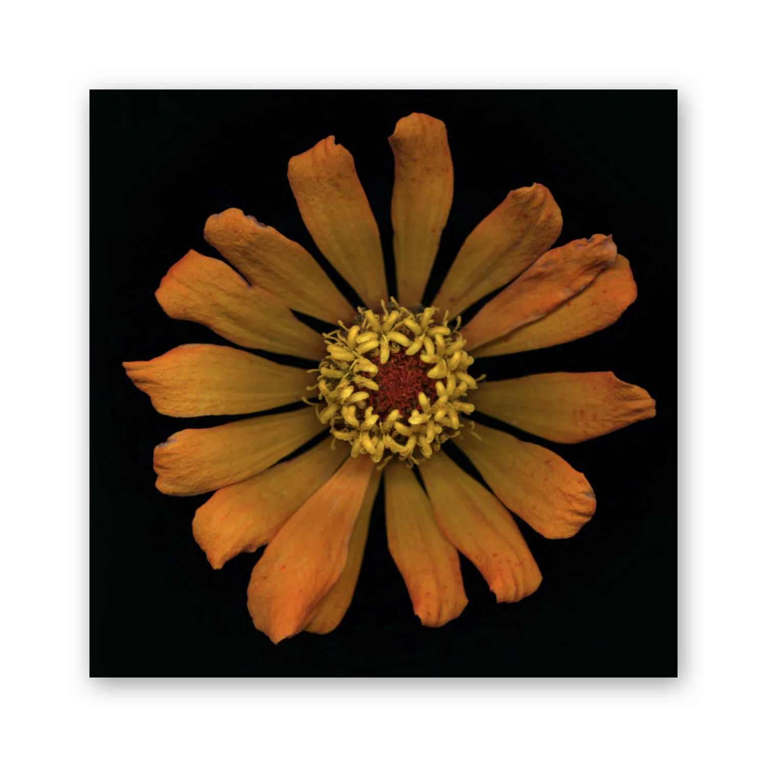 Botanical B 80
