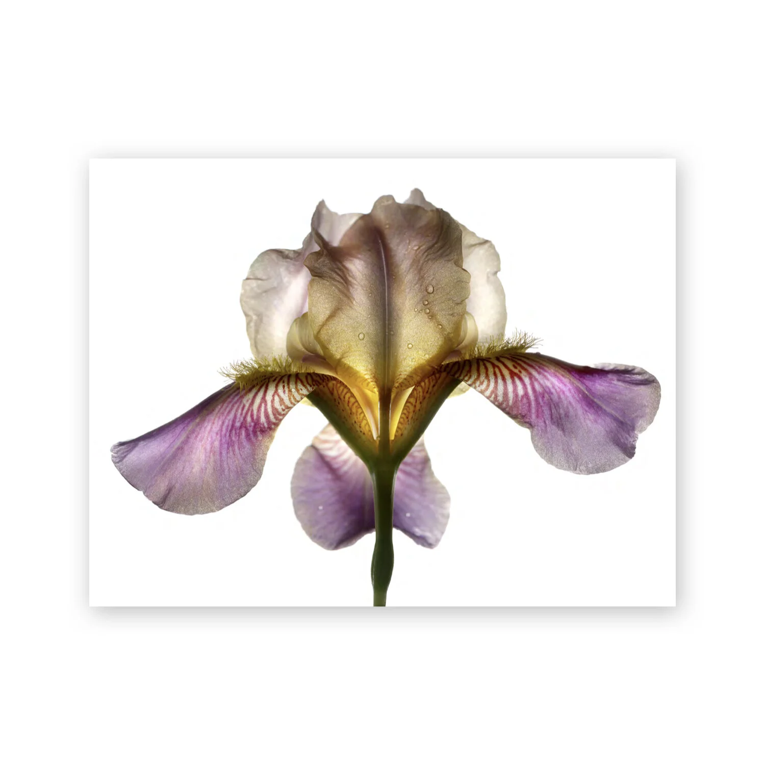 Botanical W 94
