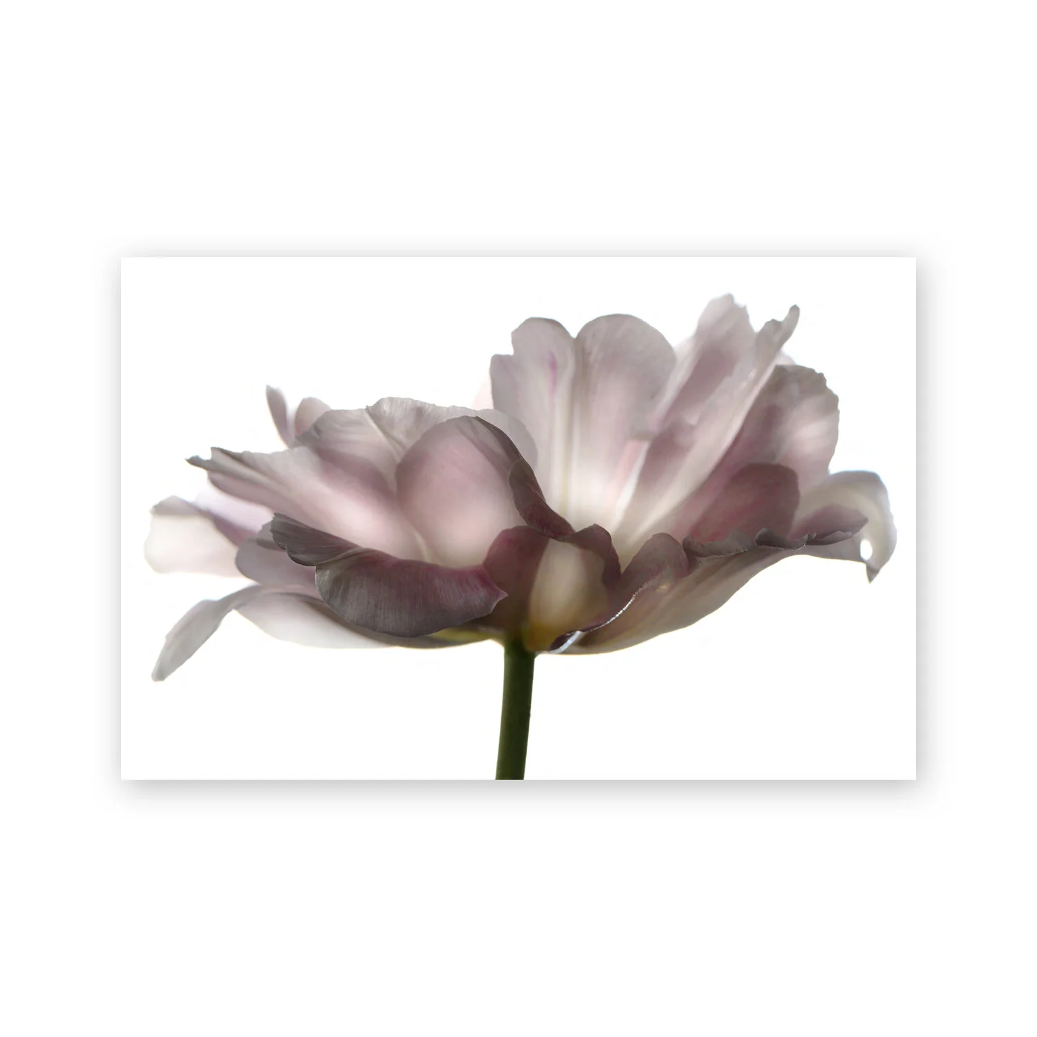 Botanical W 90