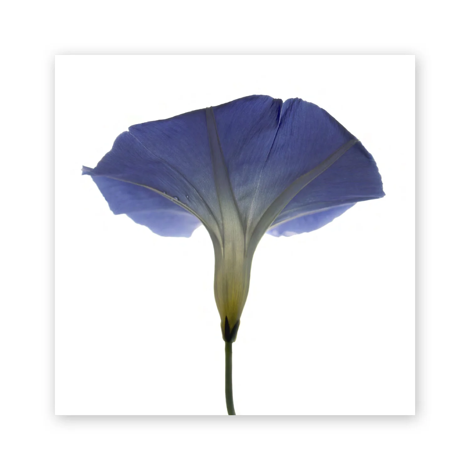 Botanical W 141