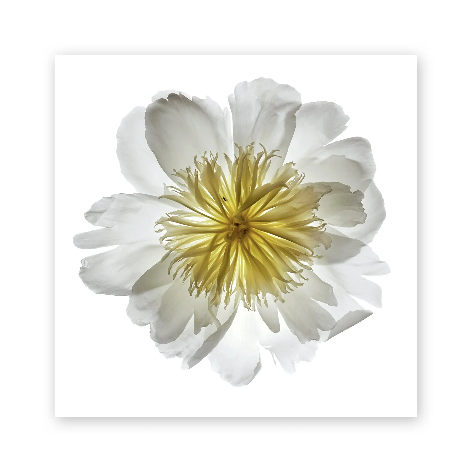 Botanical W 23