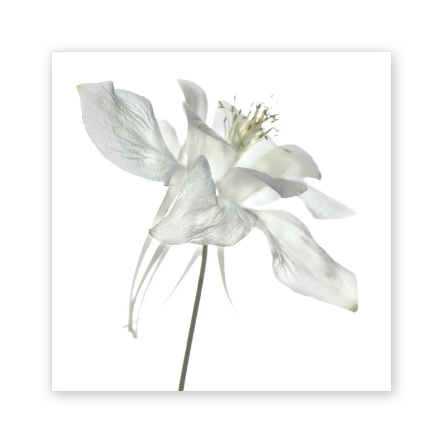 Botanical W 136