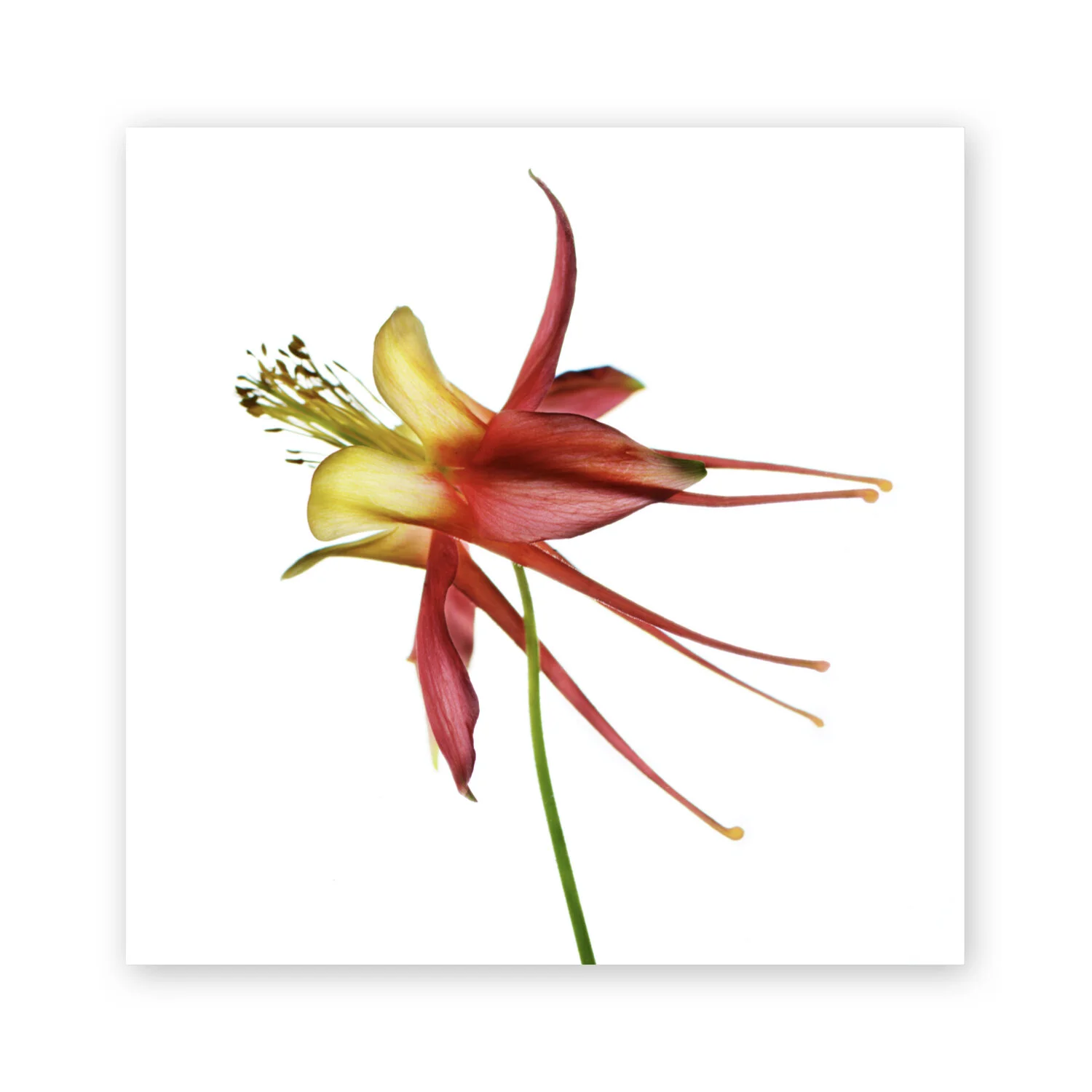 Botanical W 75