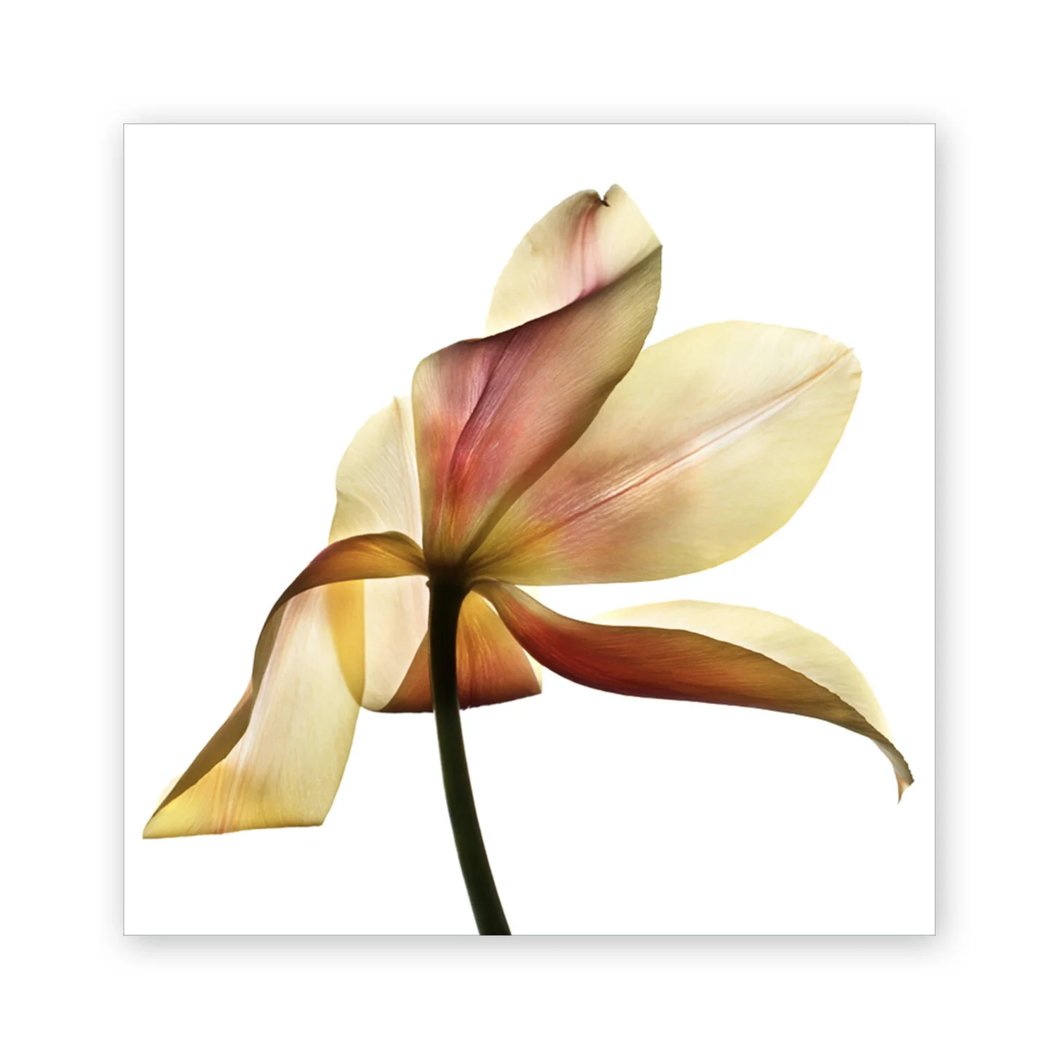 Botanical W 106
