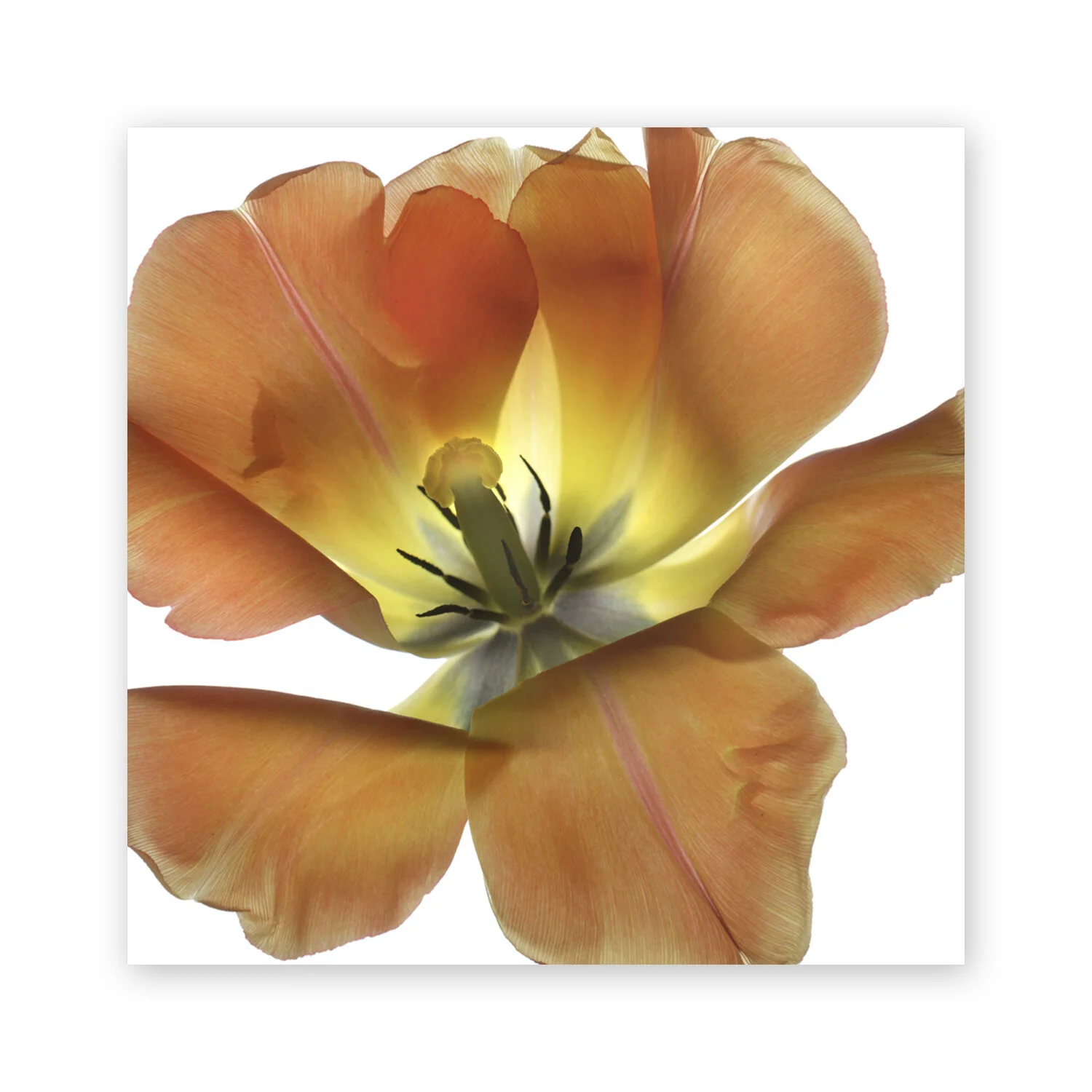 Botanical W 134