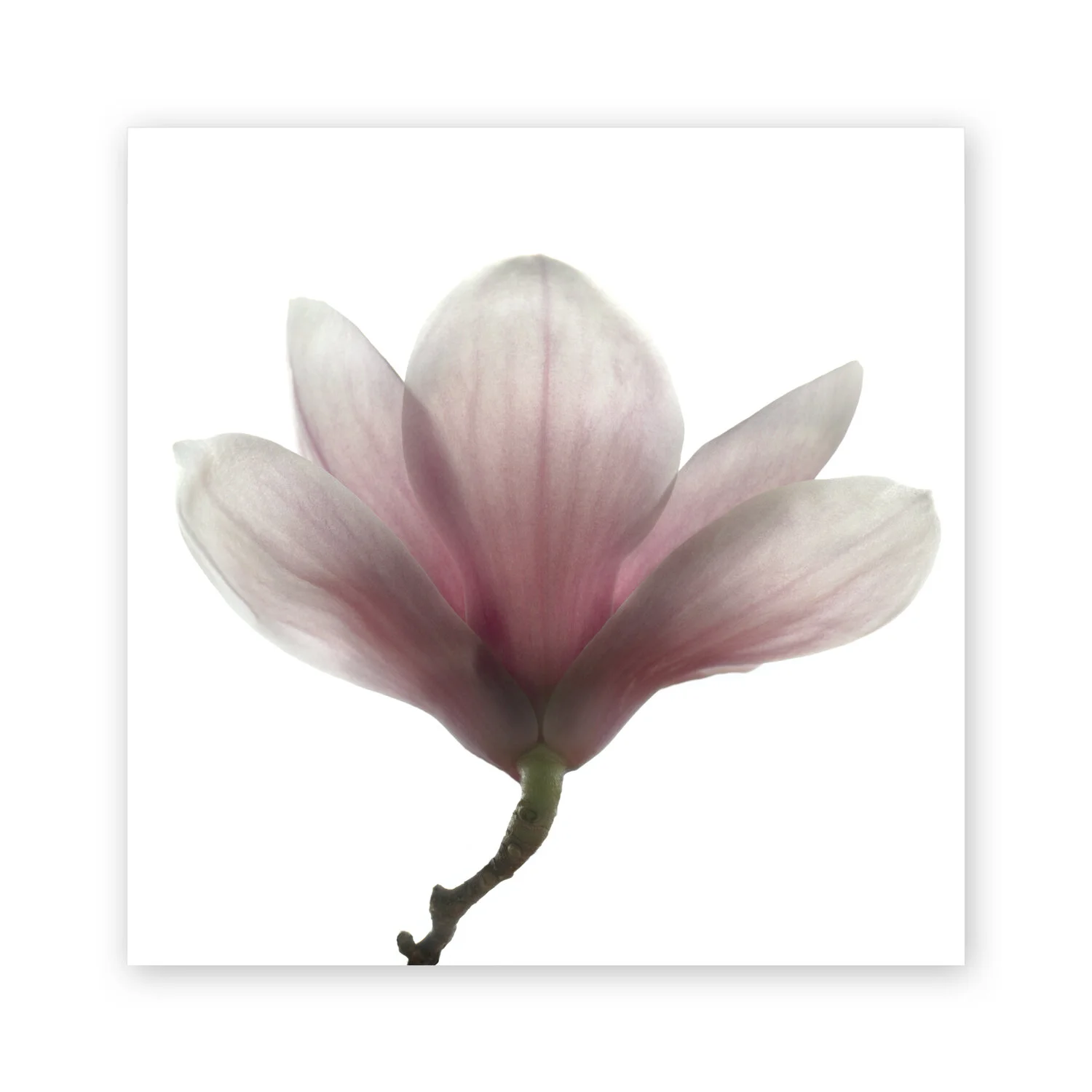 Botanical W 126