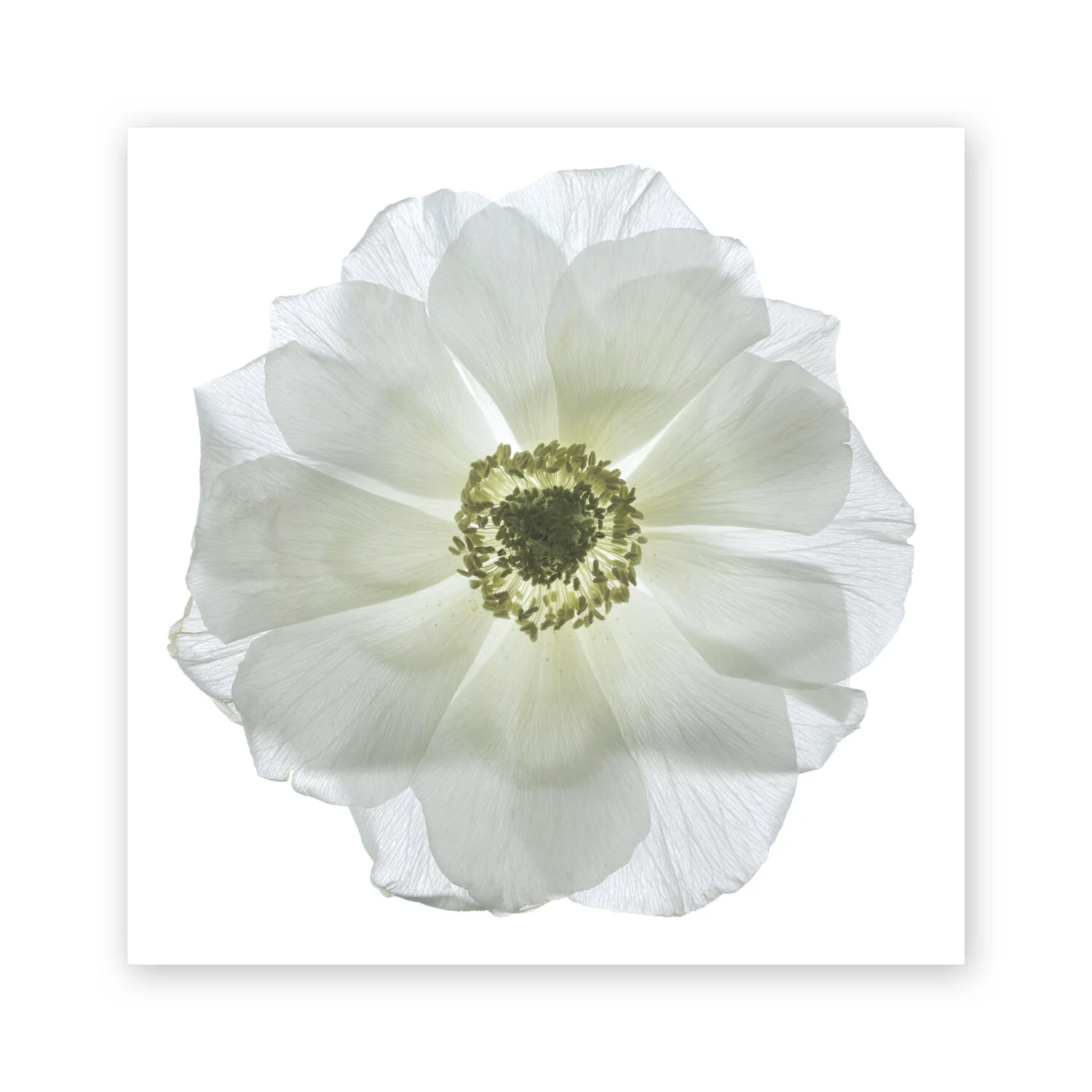 Botanical W 139