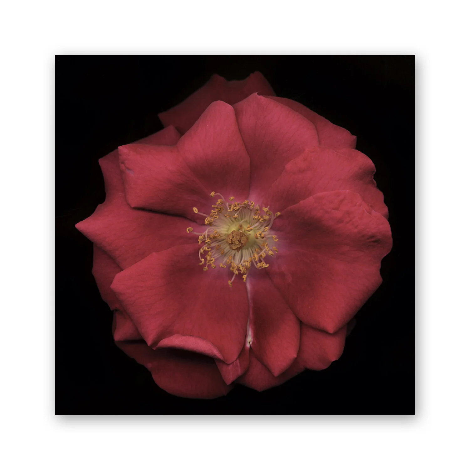 Botanical B 05