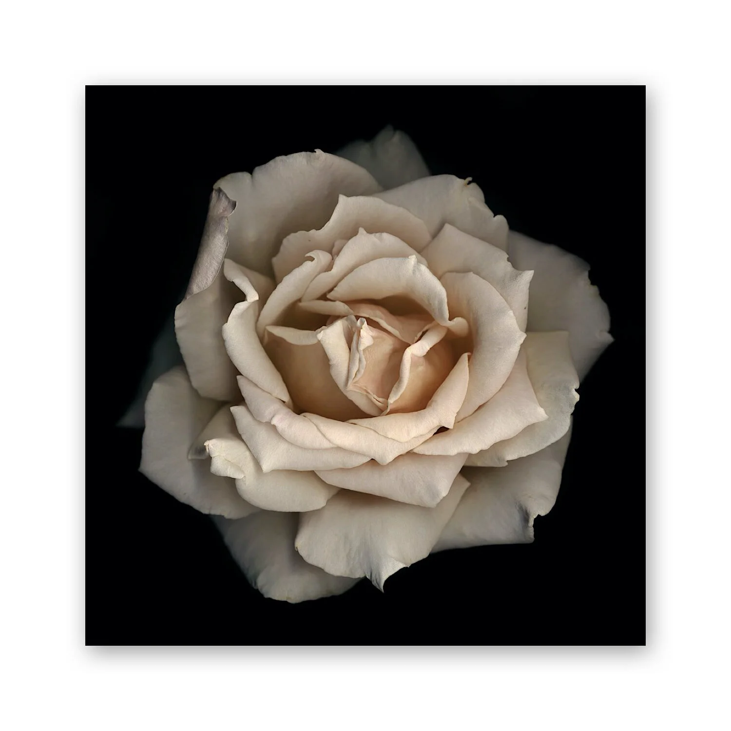 Botanical B 11