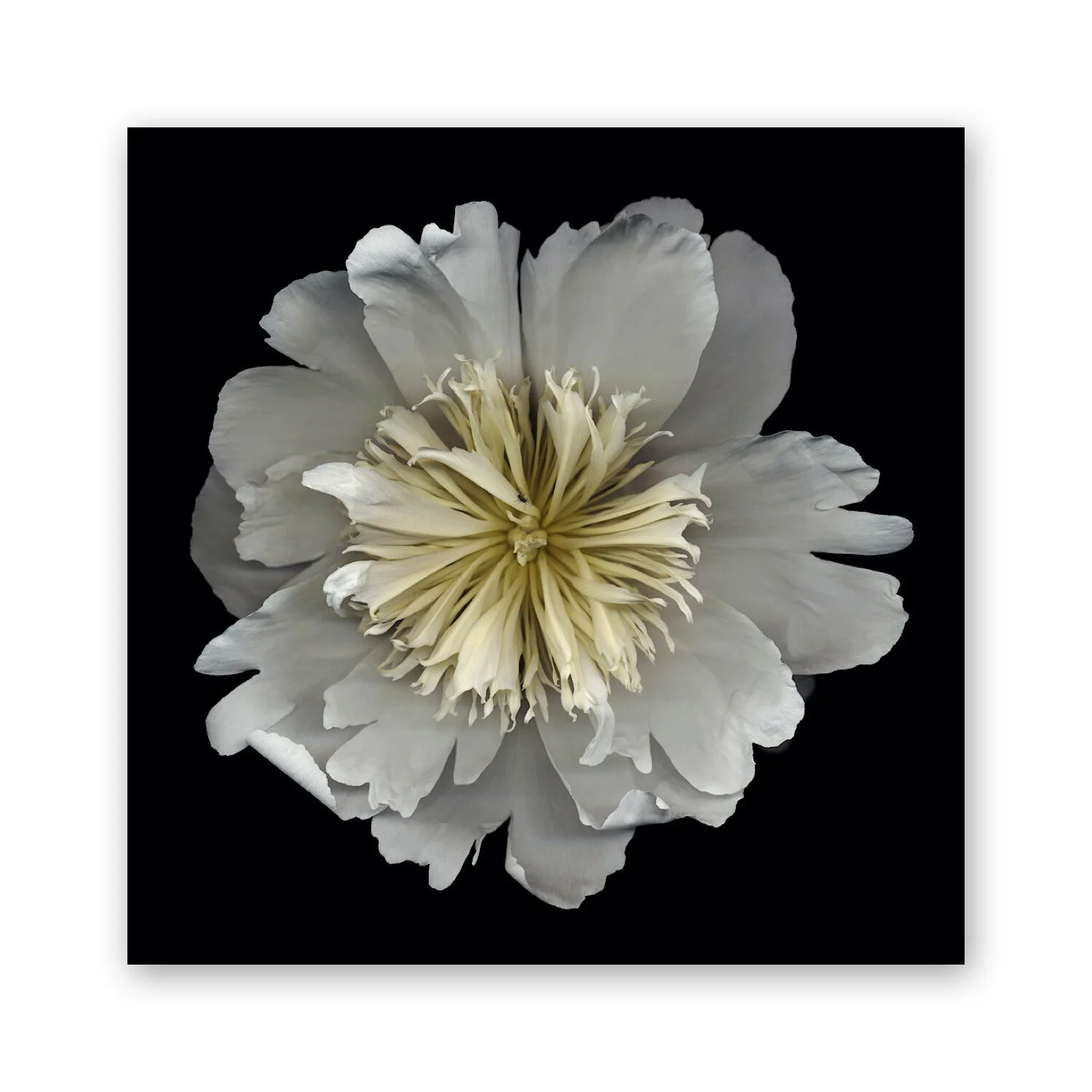 Botanical B 18