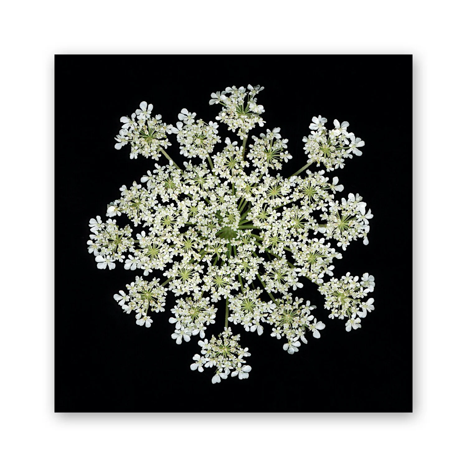 Botanical B 22