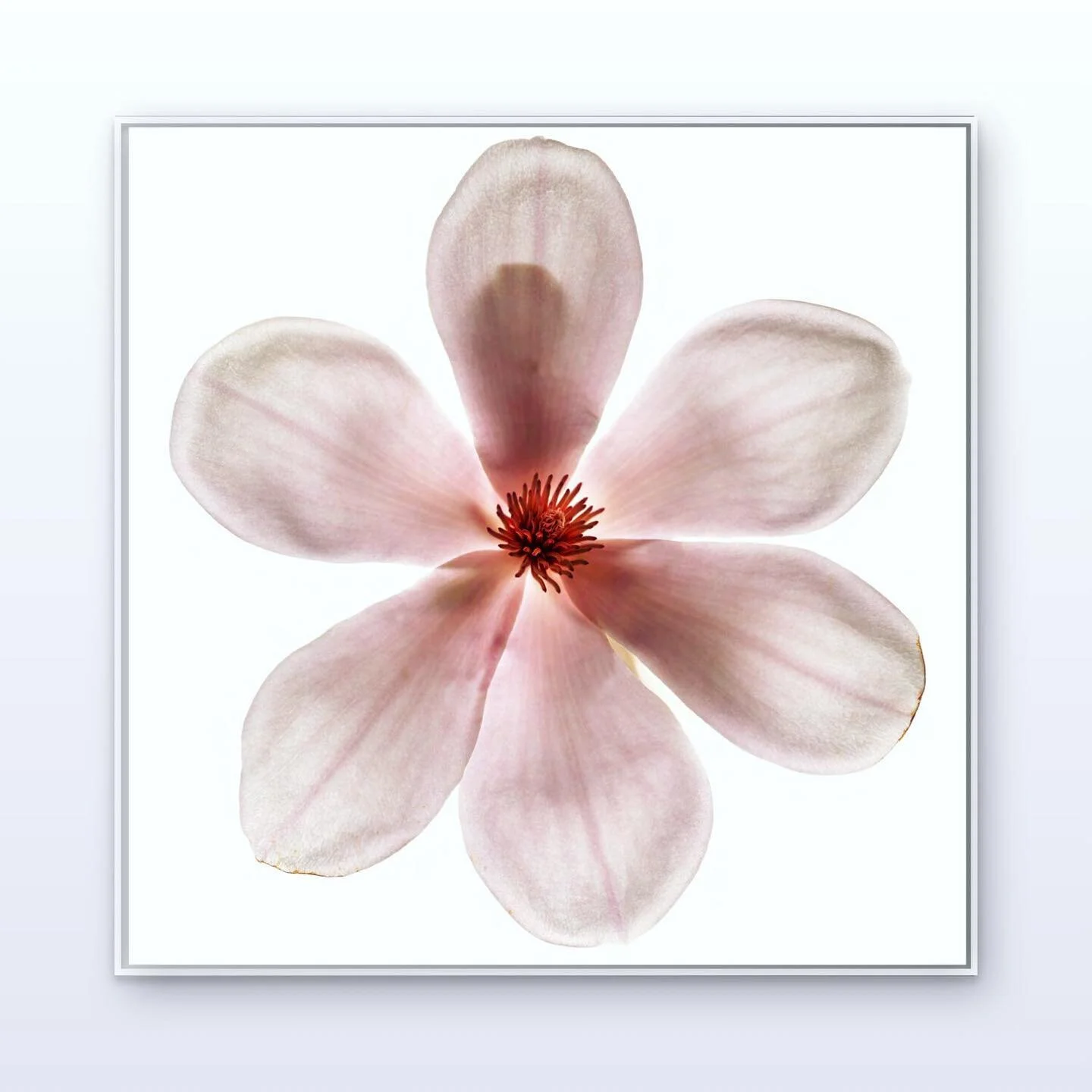 Botanical Mind W 49 by Chad Kleitsch | archival print Hahnemuhle Photo Rag Matte Paper | Edition of 25 | available on different framed sizes | printed on demand | 3-4 weeks lead time.
.
#photorealism #photography #editions #nature #utopia #contempora