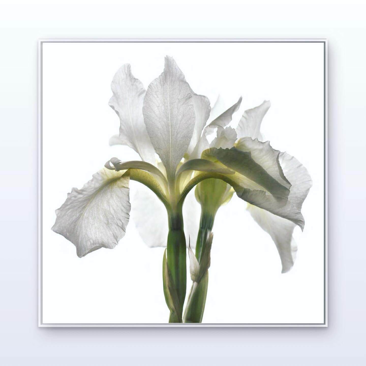 Botanical Mind W 30 by Chad Kleitsch | archival print Hahnemuhle Photo Rag Matte Paper | Edition of 25 | available on different framed sizes | printed on demand | 3-4 weeks lead time.
.
#photorealism #photography #editions #nature #utopia #contempora