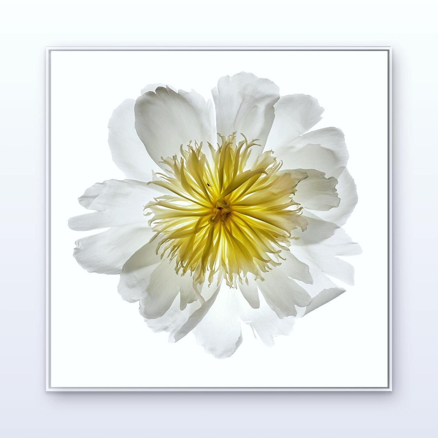 Botanical Mind W 23 by Chad Kleitsch | archival print Hahnemuhle Photo Rag Matte Paper | Edition of 25 | available on different framed sizes | printed on demand | 3-4 weeks lead time.
.
#photorealism #photography #editions #nature #utopia #contempora