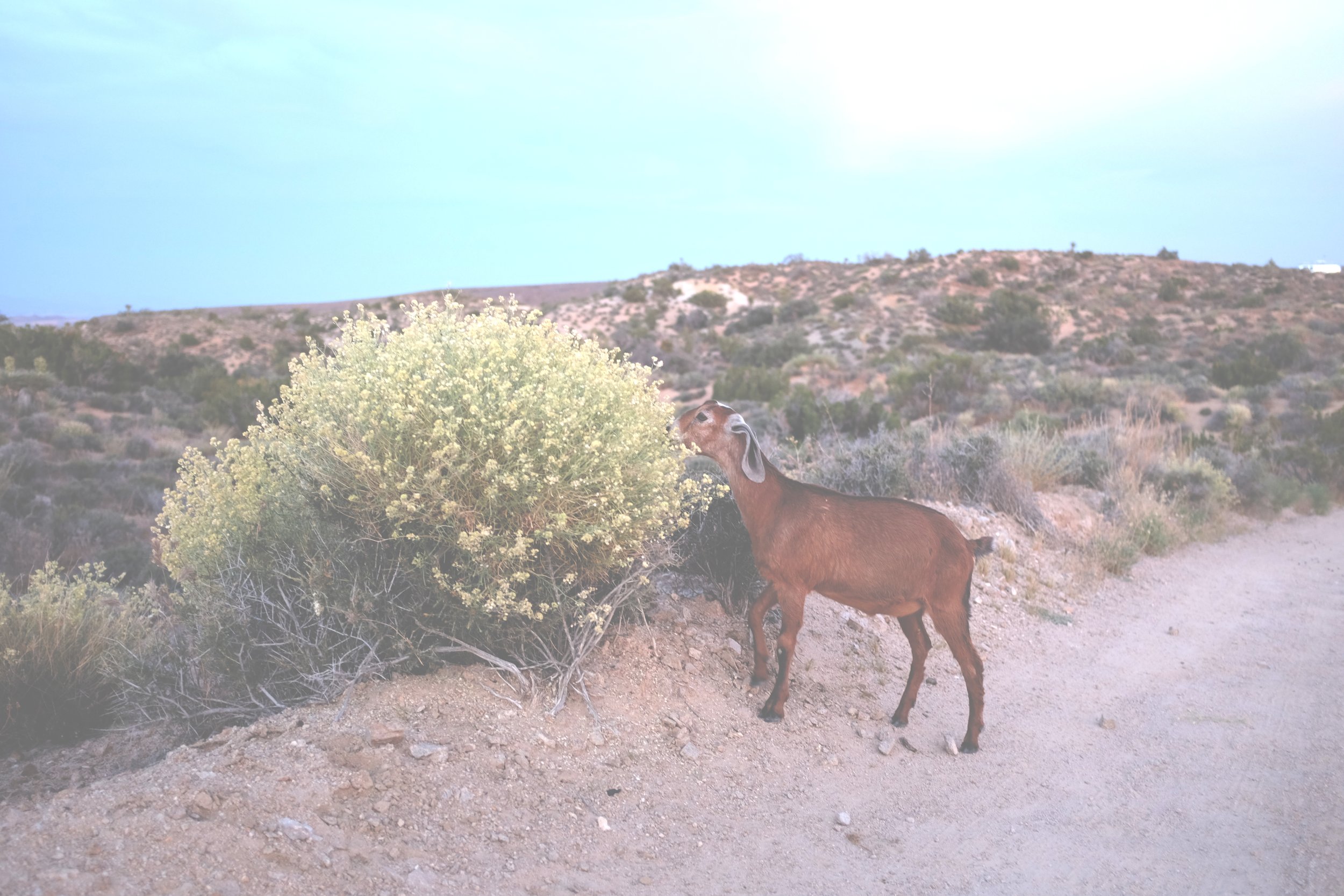 joshua tree 9.jpg