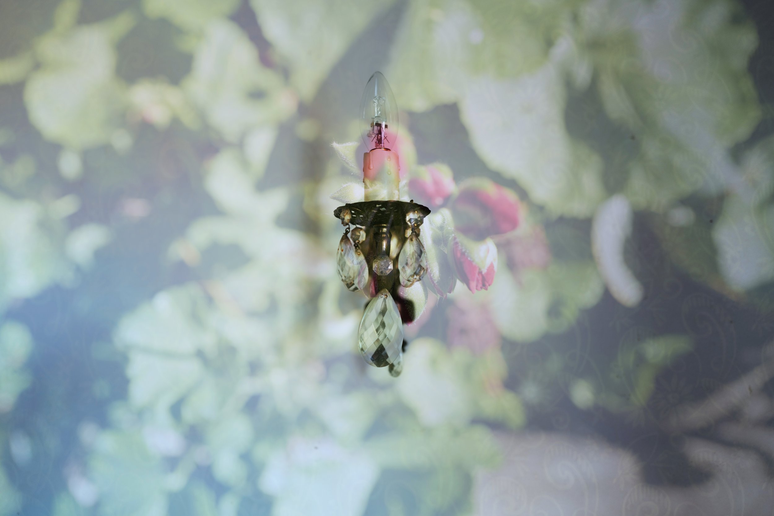 Rose Drop