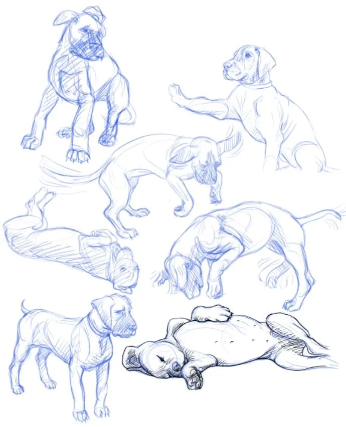 puppies2.JPG