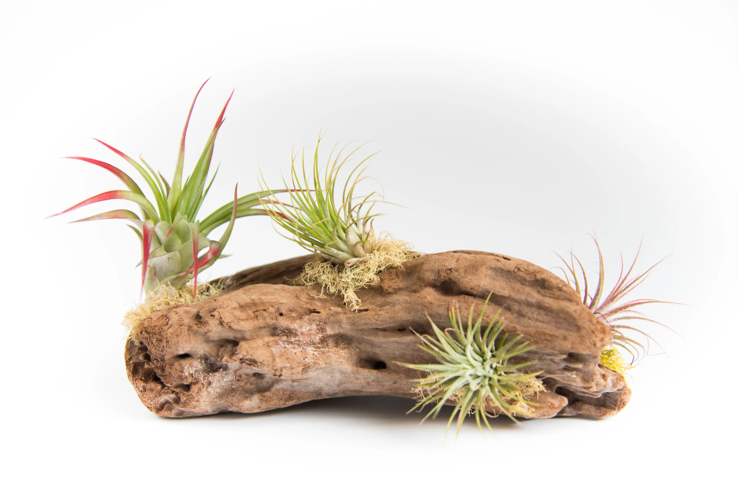 Driftwood Airplant Display