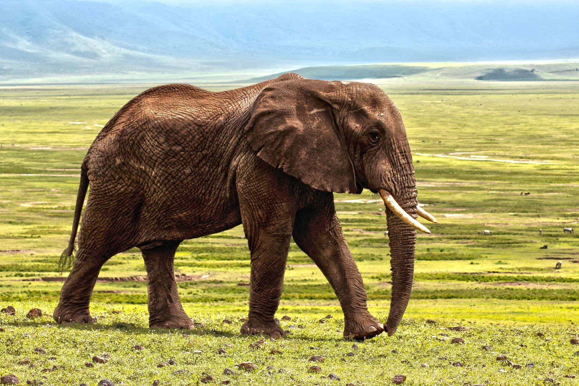 Meet the Elephants