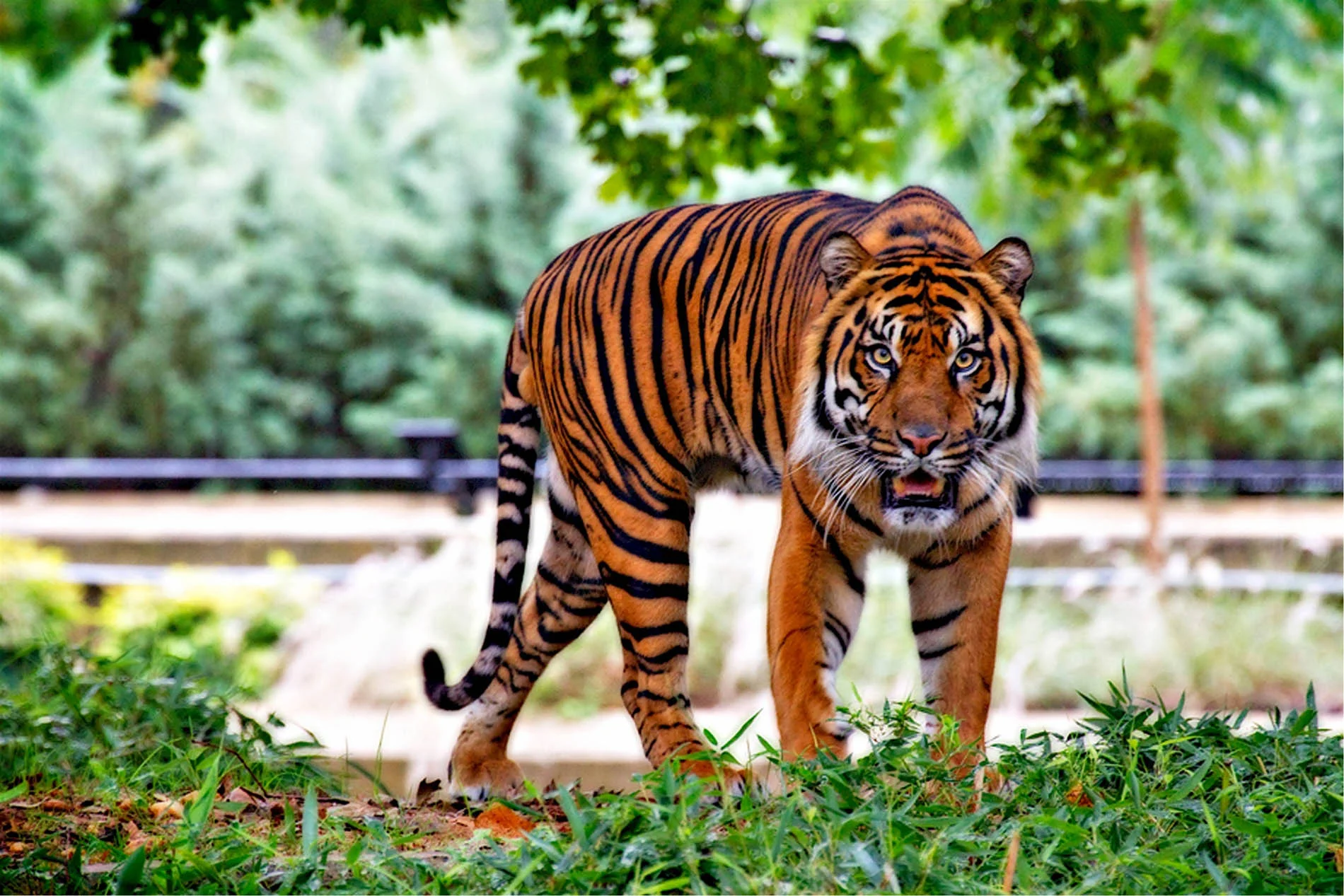Visit the Tiger Enclosure
