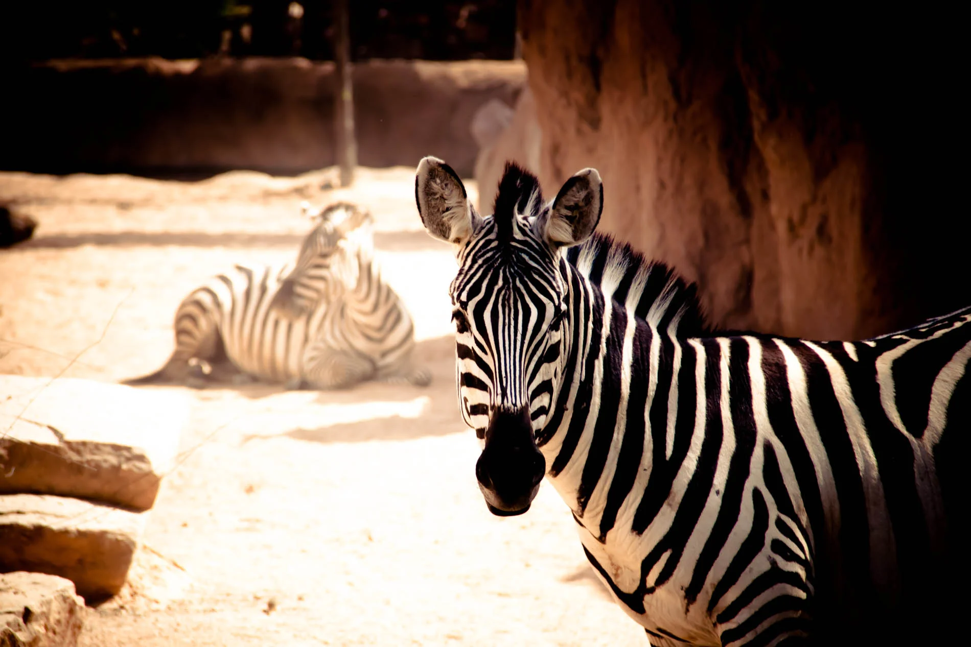Get close up with a zebra!
