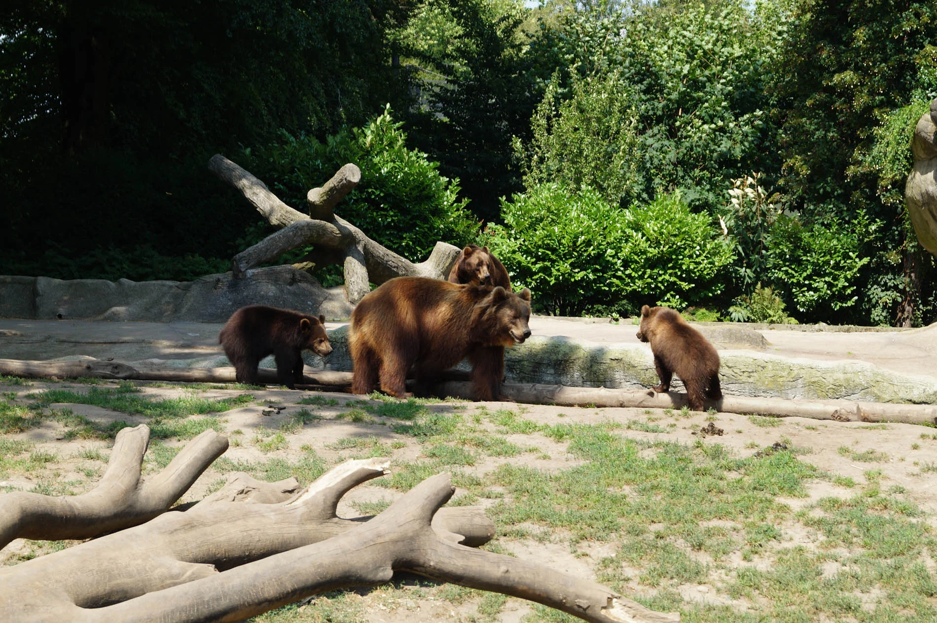 camel-881732.jpg