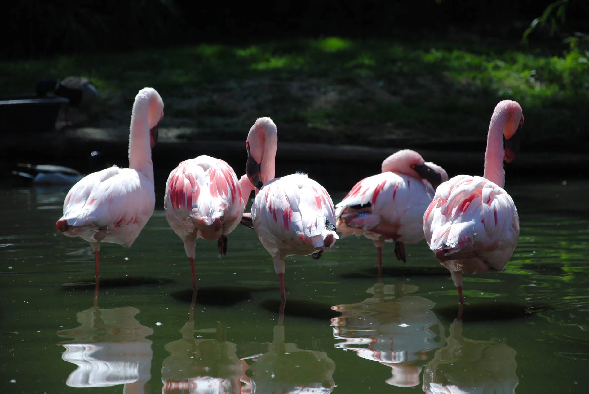 flamingo-763782.jpg